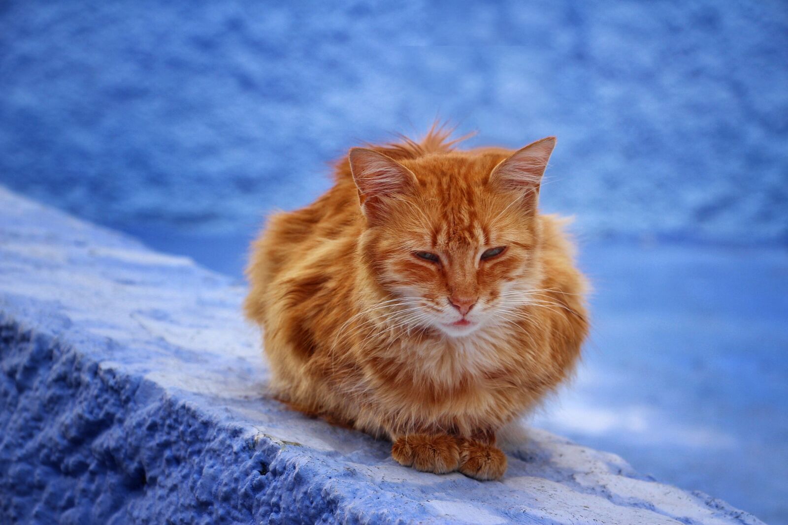 Canon EOS 100D (EOS Rebel SL1 / EOS Kiss X7) sample photo. Cat, animal, blue city photography