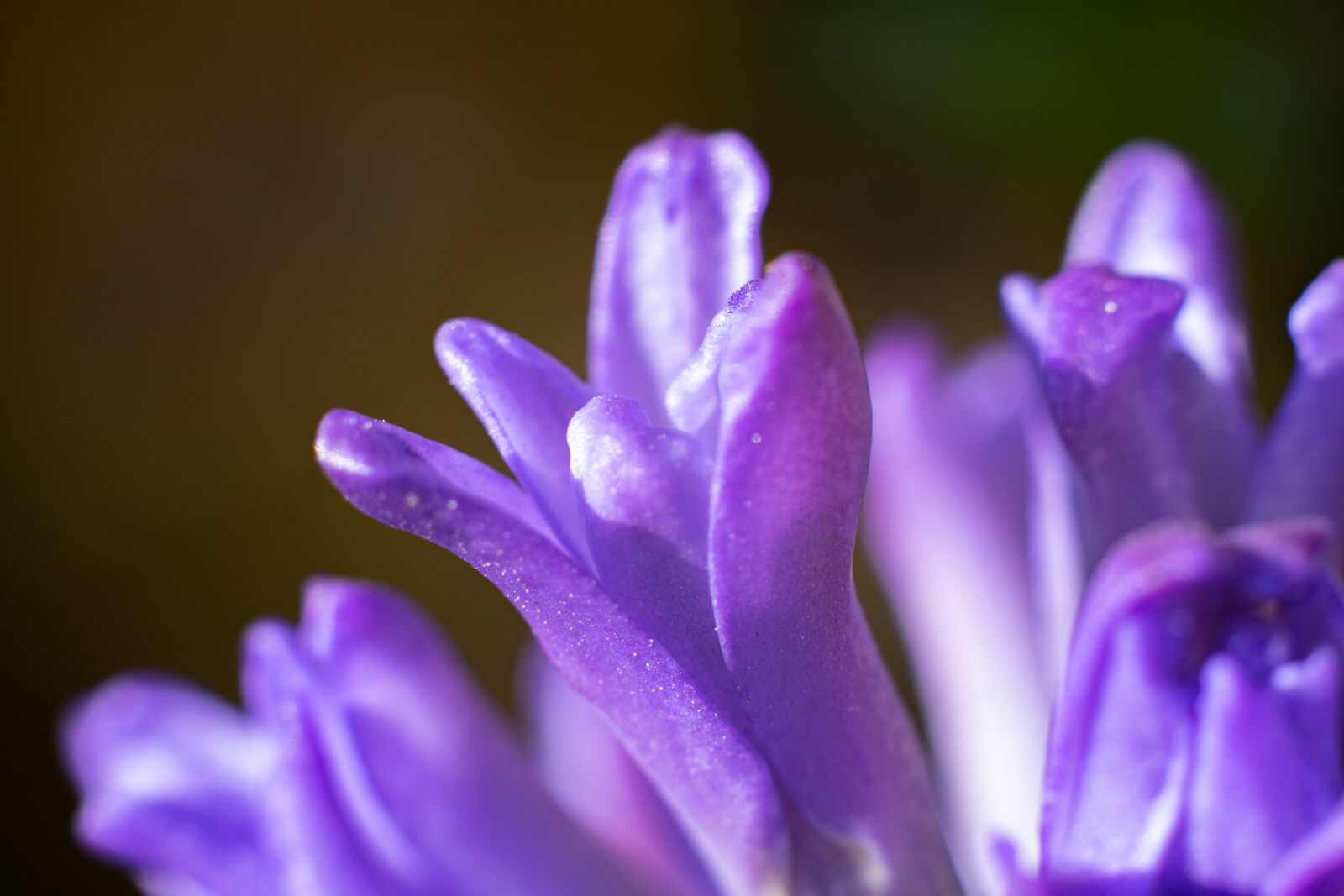 Nikon D3300 sample photo. Hyacinth, flowers, garden photography