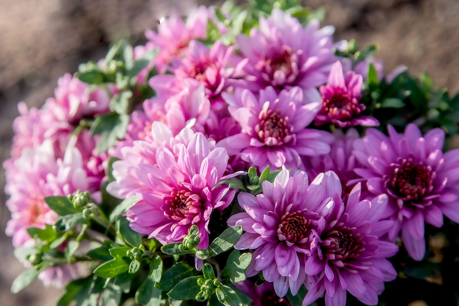 Canon EOS 5D Mark IV + Canon EF 24-105mm F4L IS USM sample photo. Chrysanthemum, flower, flowers photography