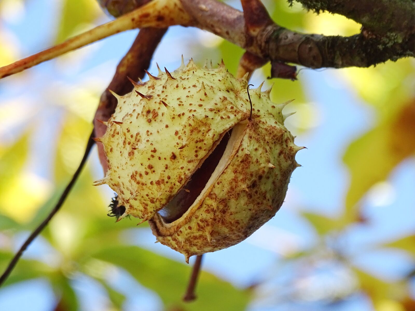 Sony Cyber-shot DSC-HX400V sample photo. Chestnut, chestnut tree, chestnut photography