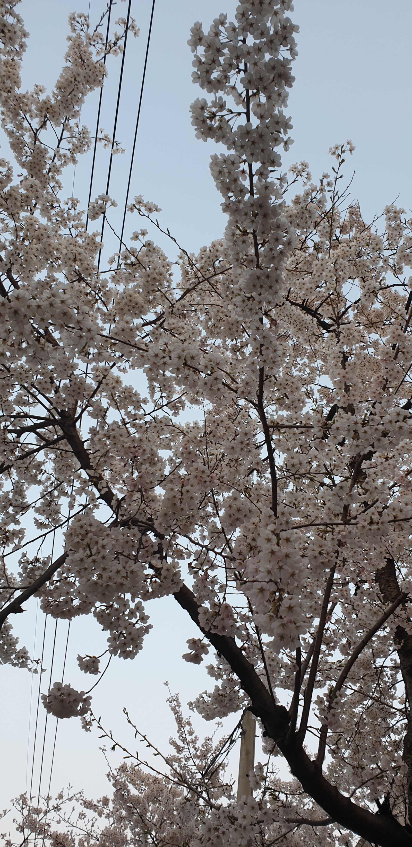 Samsung Galaxy S9 sample photo. Cherry blossom, spring photography