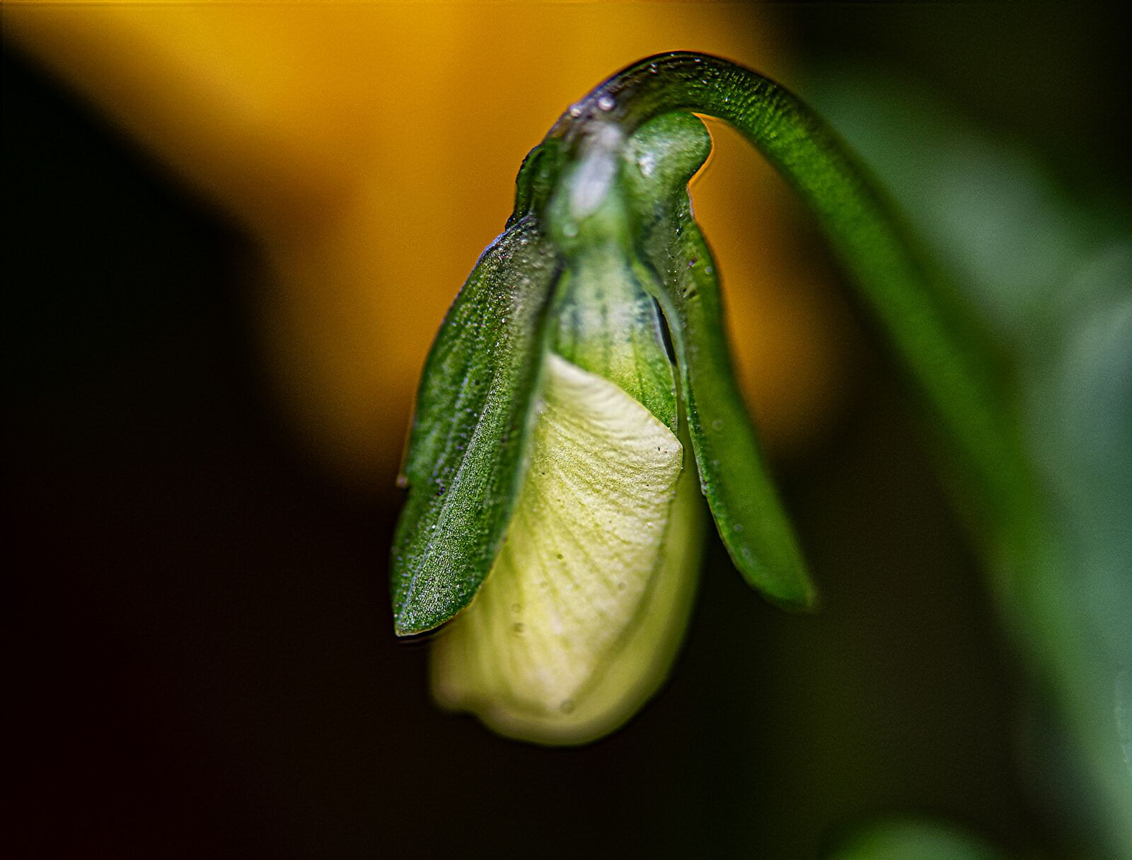 Nikon D5300 sample photo. Bud, flower, close-up photography