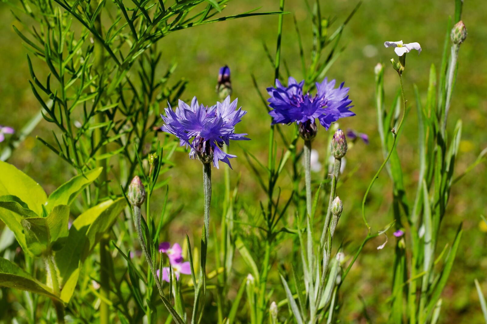 Fujifilm X-T10 + Fujifilm XF 35mm F1.4 R sample photo. Cornflower, pointed flower, meadow photography