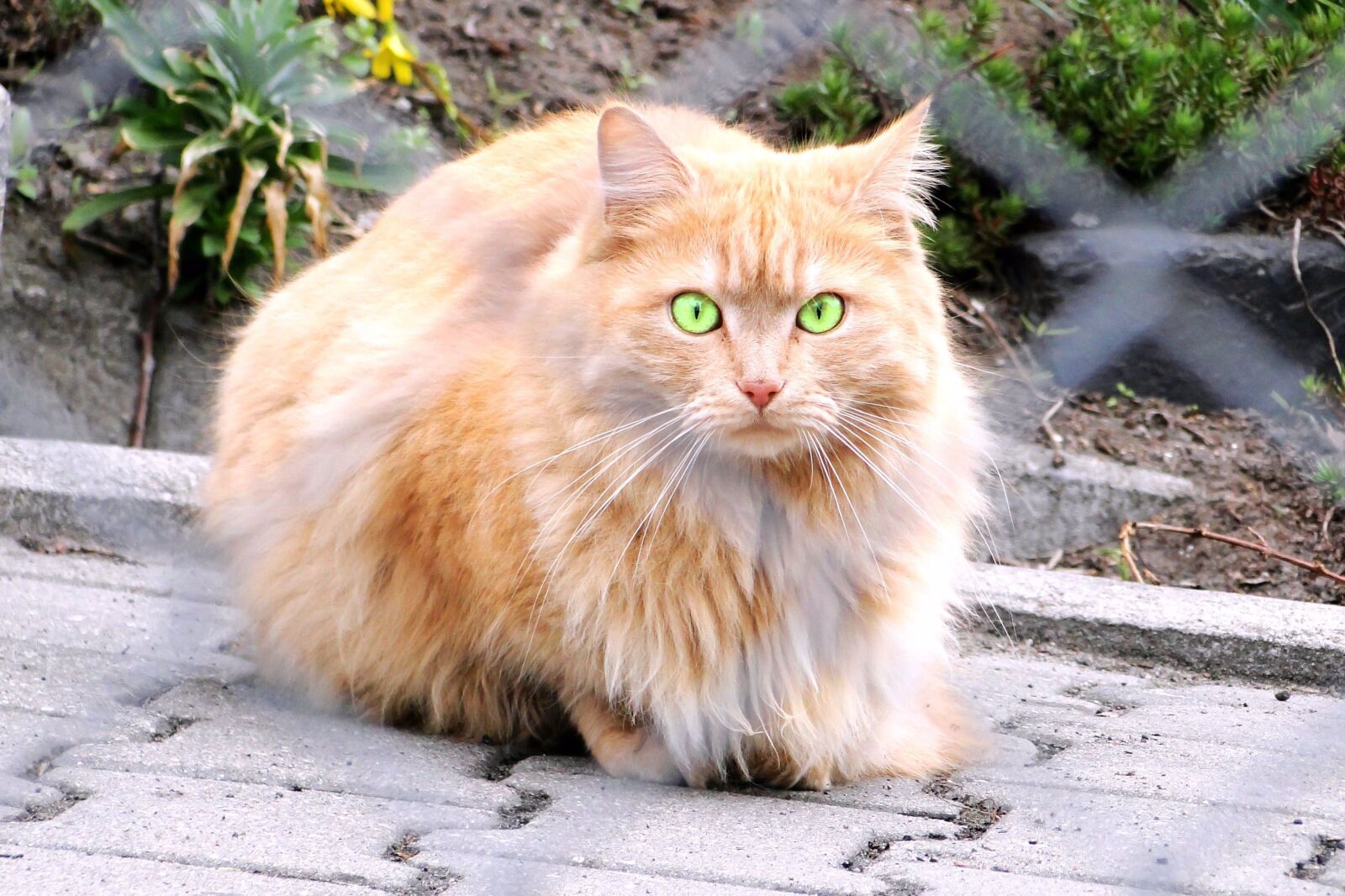 Sony Cyber-shot DSC-HX1 sample photo. Persian cat, charming, animals photography