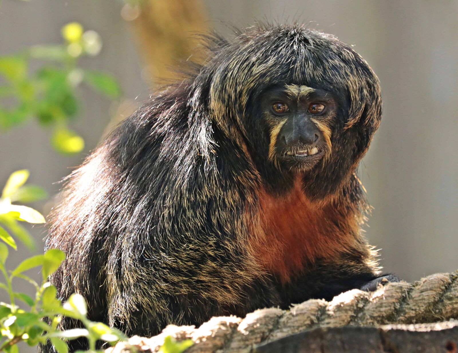 Canon EOS 80D sample photo. Monkey, primate, wildlife, animal photography