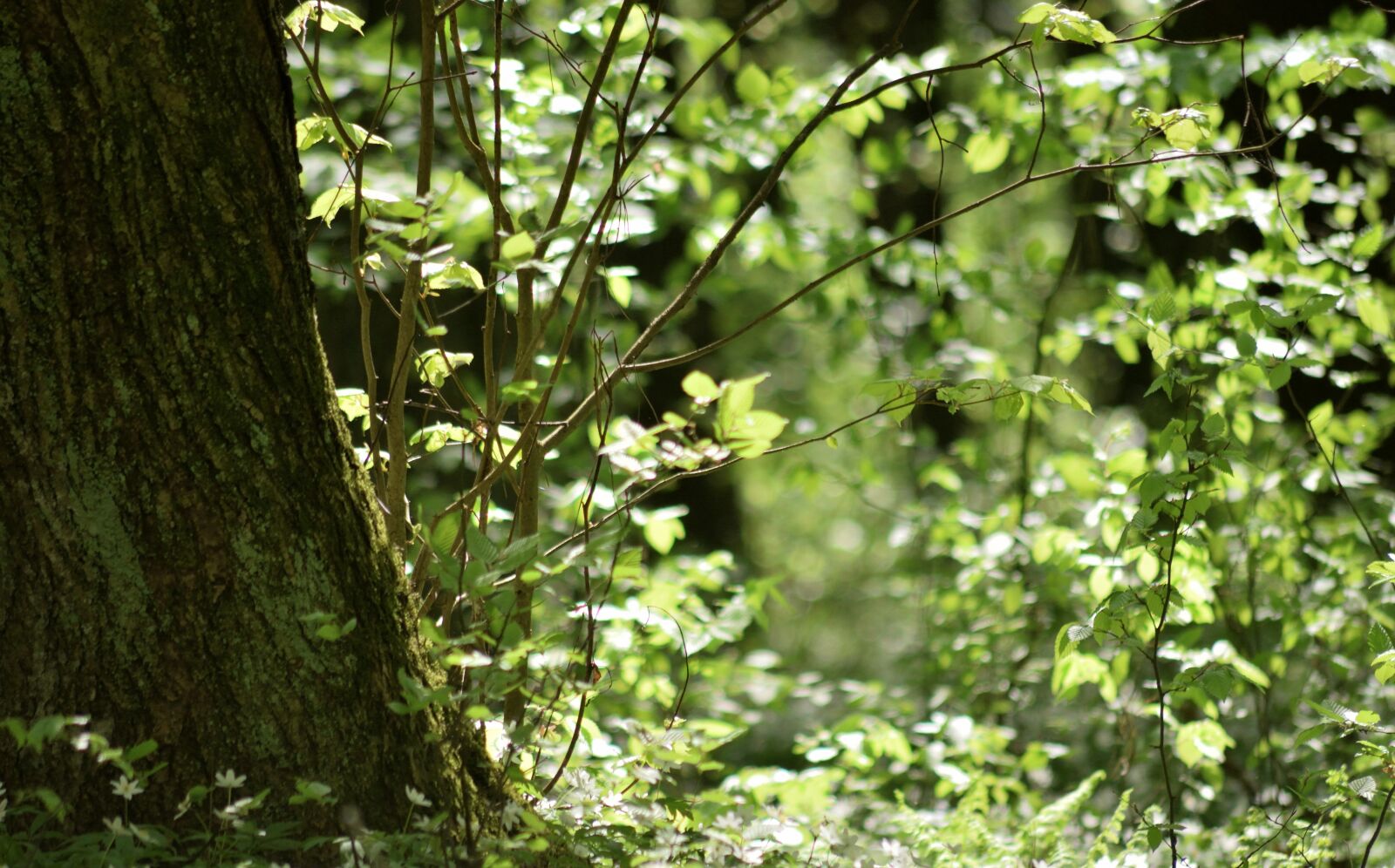 Nikon D3300 sample photo. Forest, spring, green photography