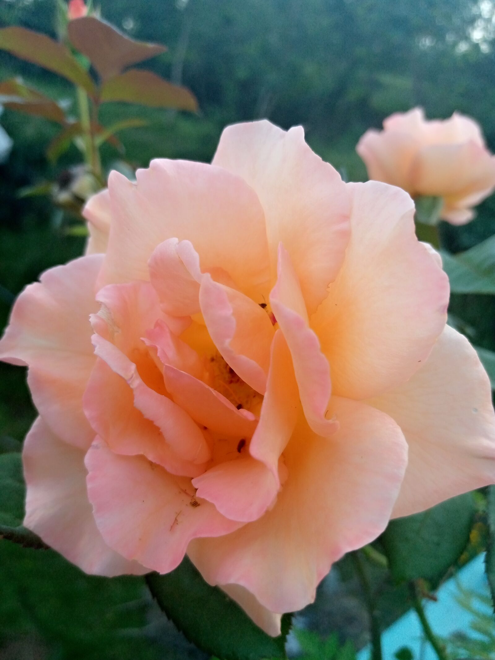 TECNO MOBILE LIMITED TECNO KC2 sample photo