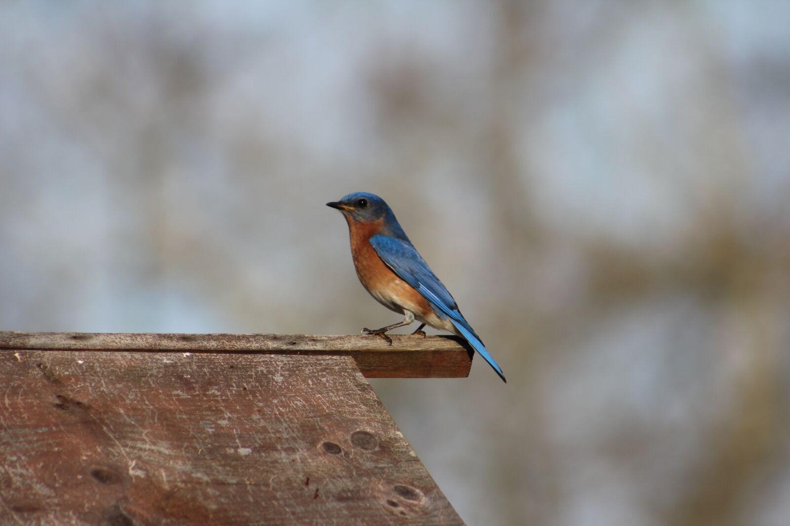 Canon EOS 550D (EOS Rebel T2i / EOS Kiss X4) sample photo. Nature, wildlife, outdoors photography
