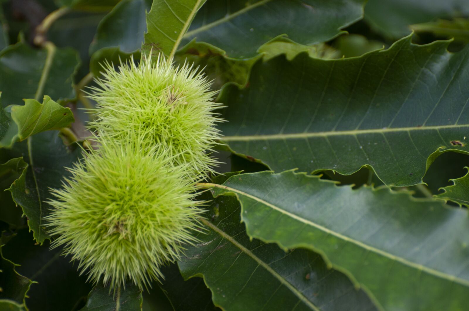 Nikon D90 sample photo. Chestnut, tree, foliage photography