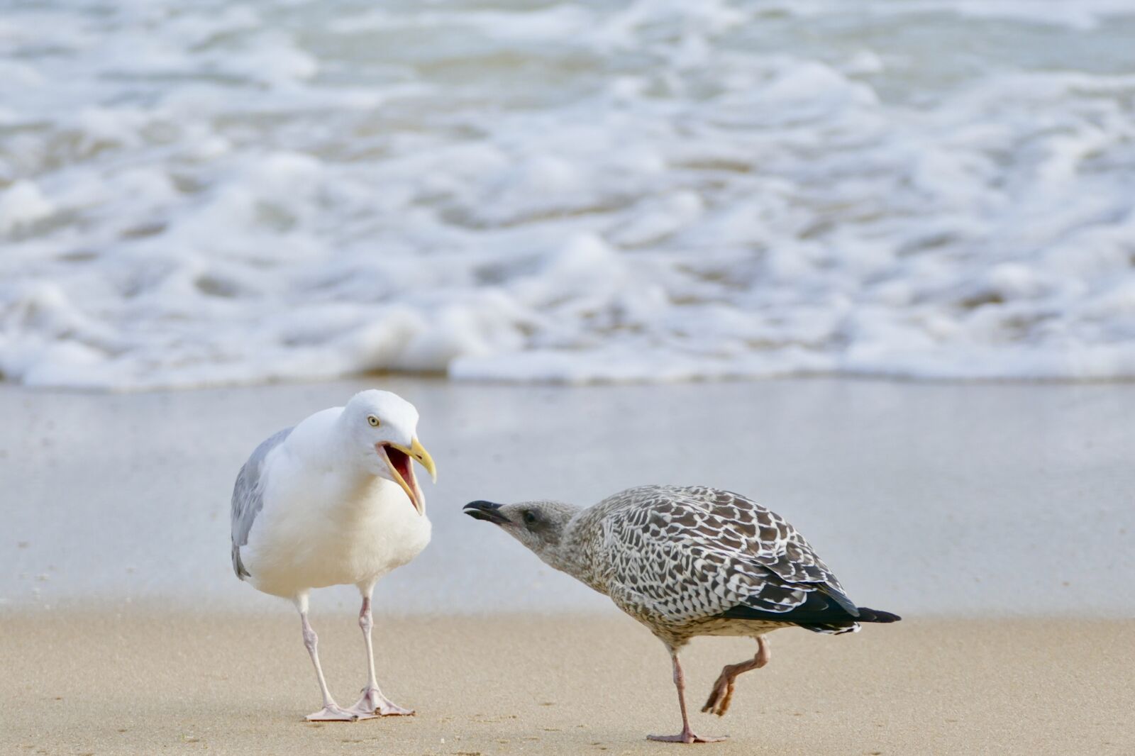 Panasonic Lumix DMC-FZ1000 sample photo. Bird, sea, beach photography