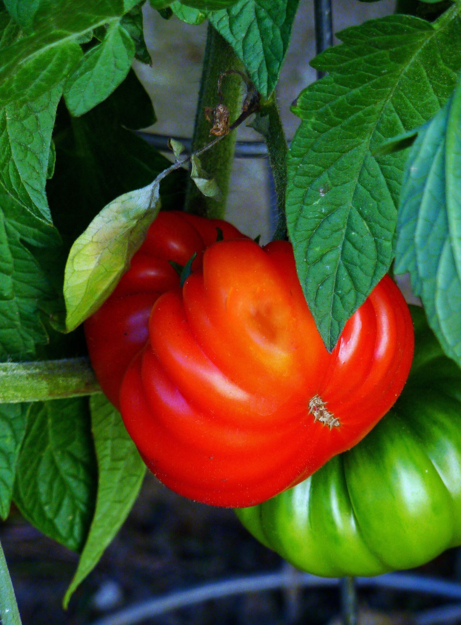 Panasonic DMC-TZ7 sample photo. Vegetables, vegetable market, healthy photography