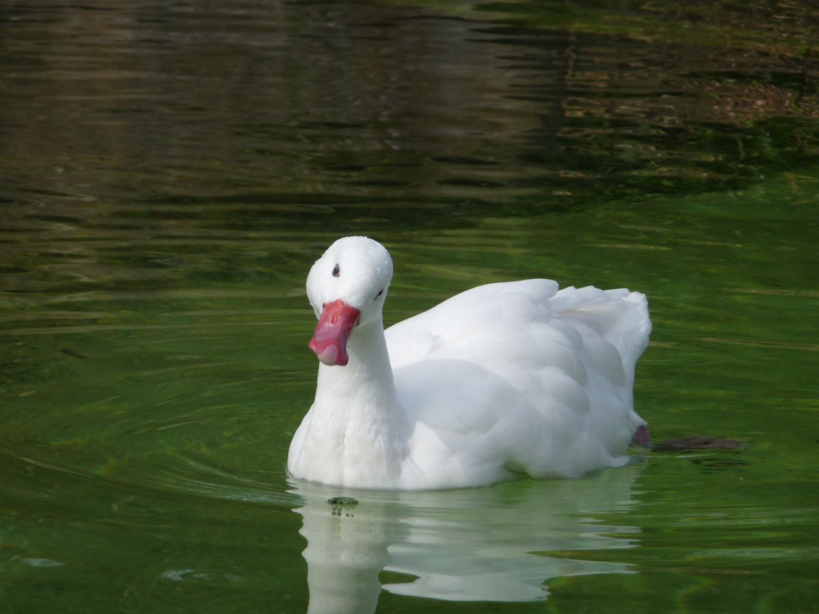 Panasonic Lumix DMC-TZ4 sample photo. Swan, water, white photography