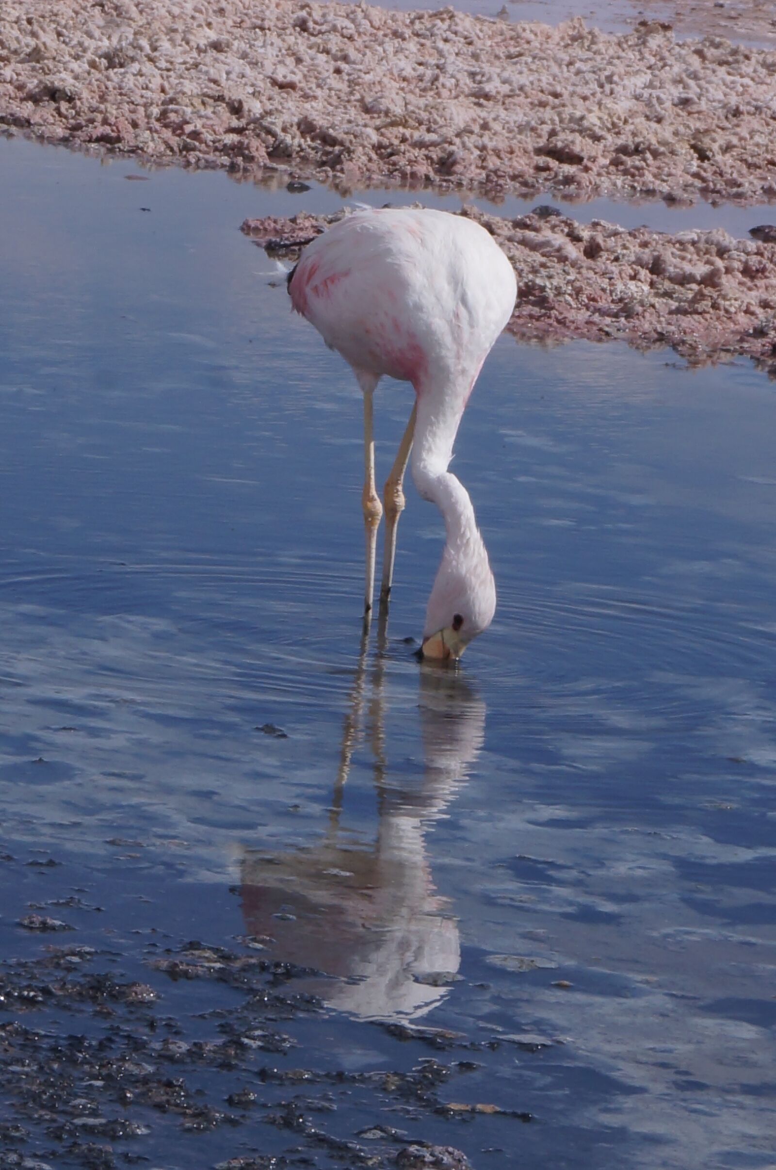 Sony SLT-A37 sample photo. Flamenco, salar, reflection photography