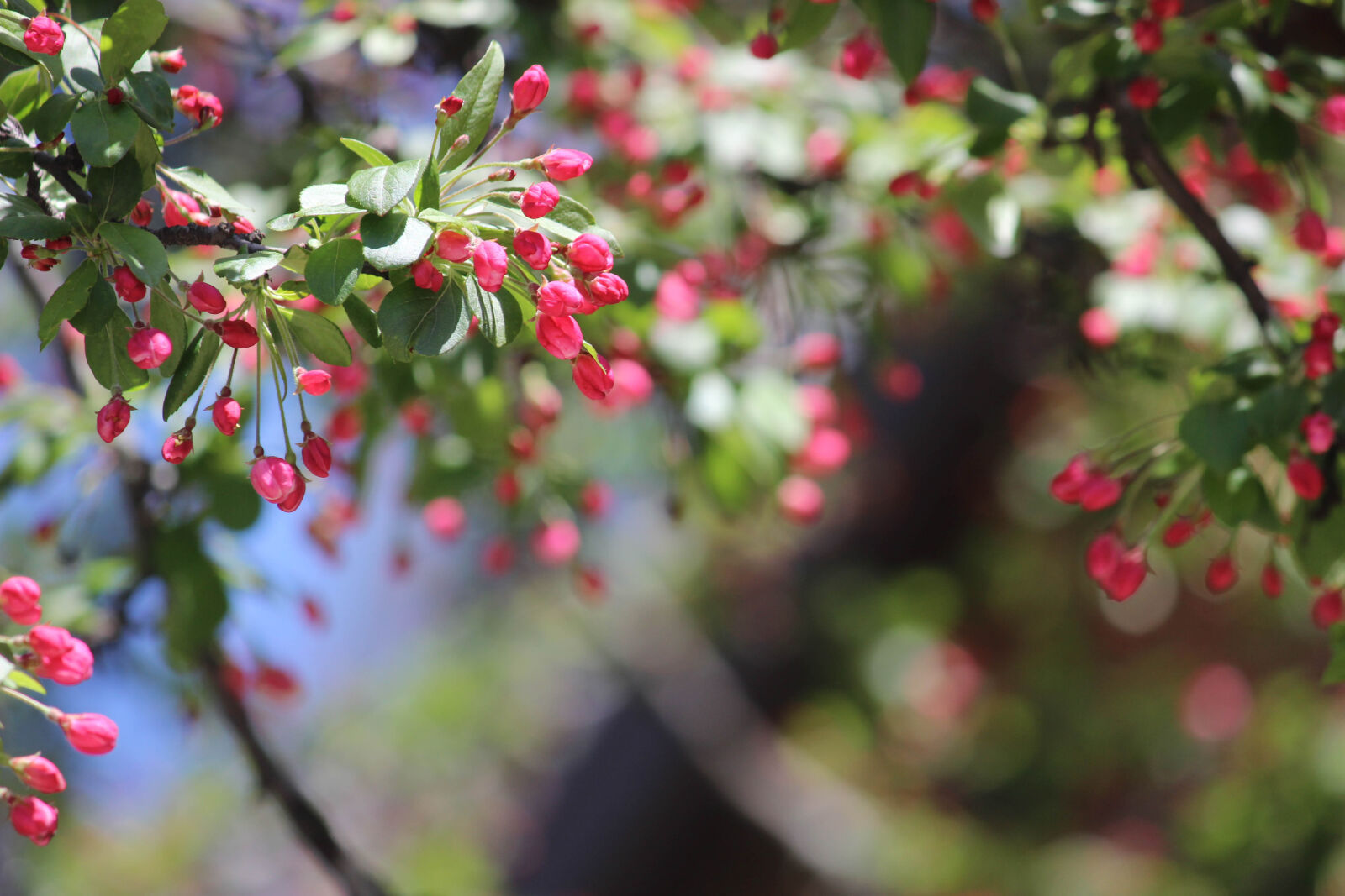 Canon EF-S 55-250mm F4-5.6 IS II sample photo. Blossoming, tree, pink, berry photography