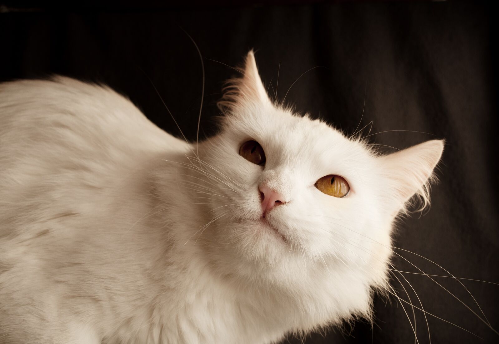 Nikon D5000 sample photo. Cat, cute, animal photography
