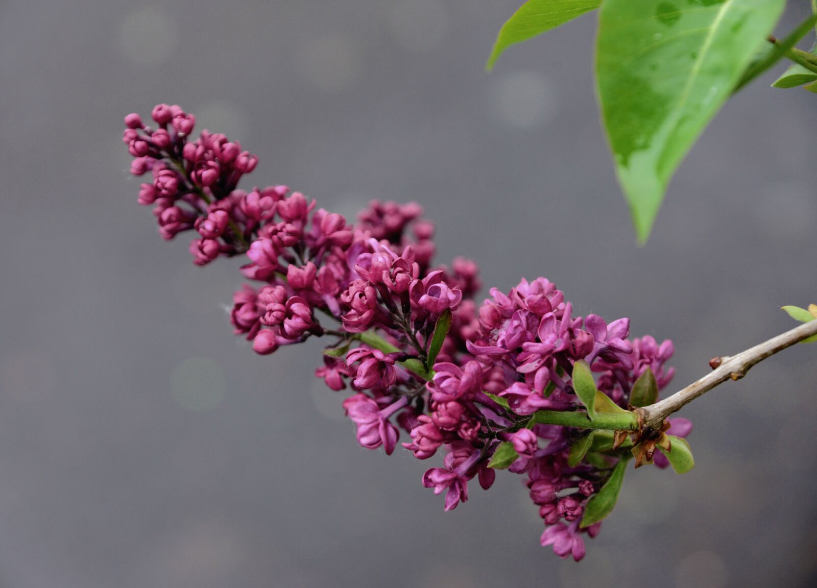 Nikon D610 sample photo. Lilac, lilac tree, fliederblueten photography