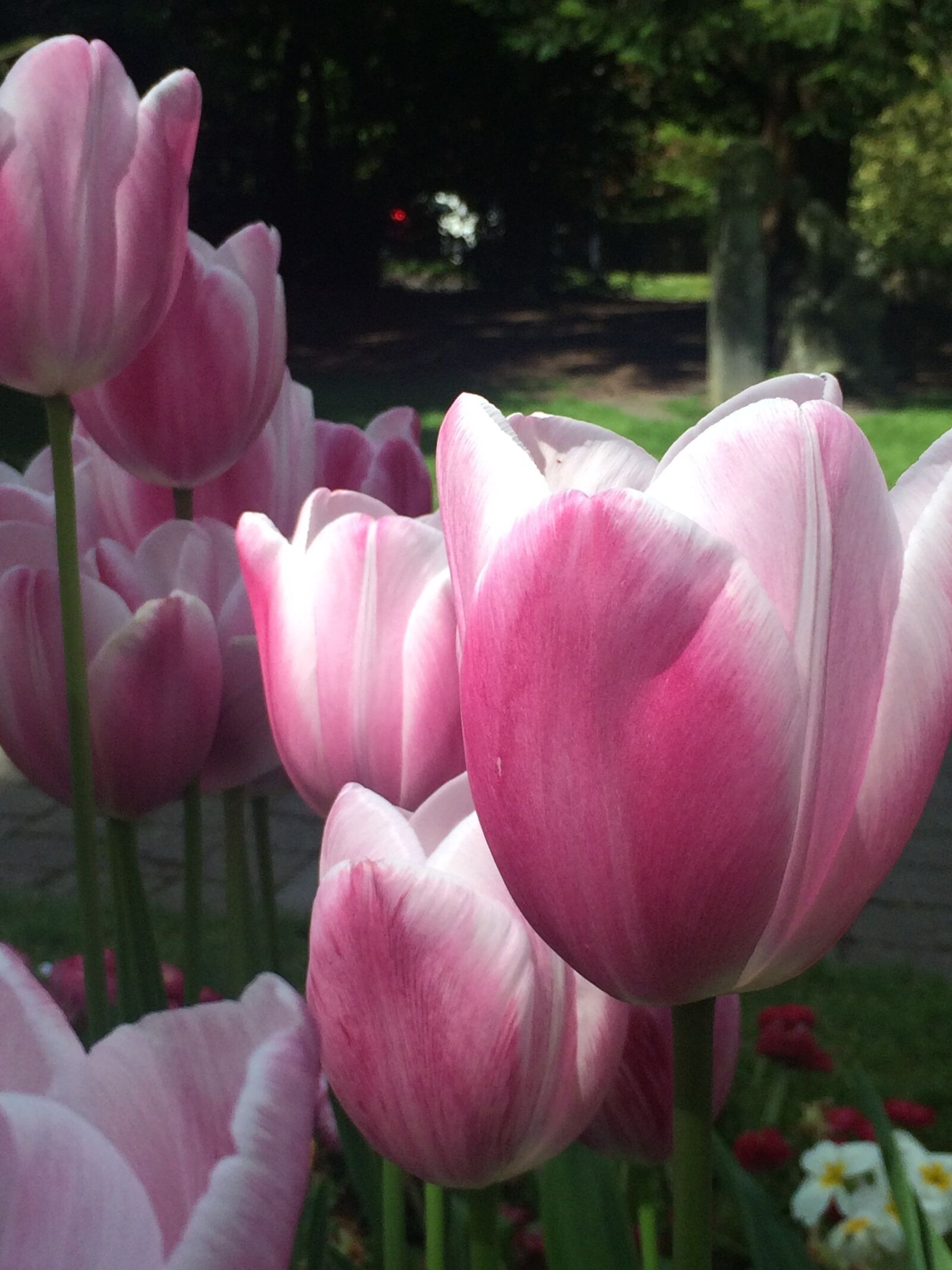 iPhone 5s back camera 4.15mm f/2.2 sample photo. Tulips, flower, spring photography