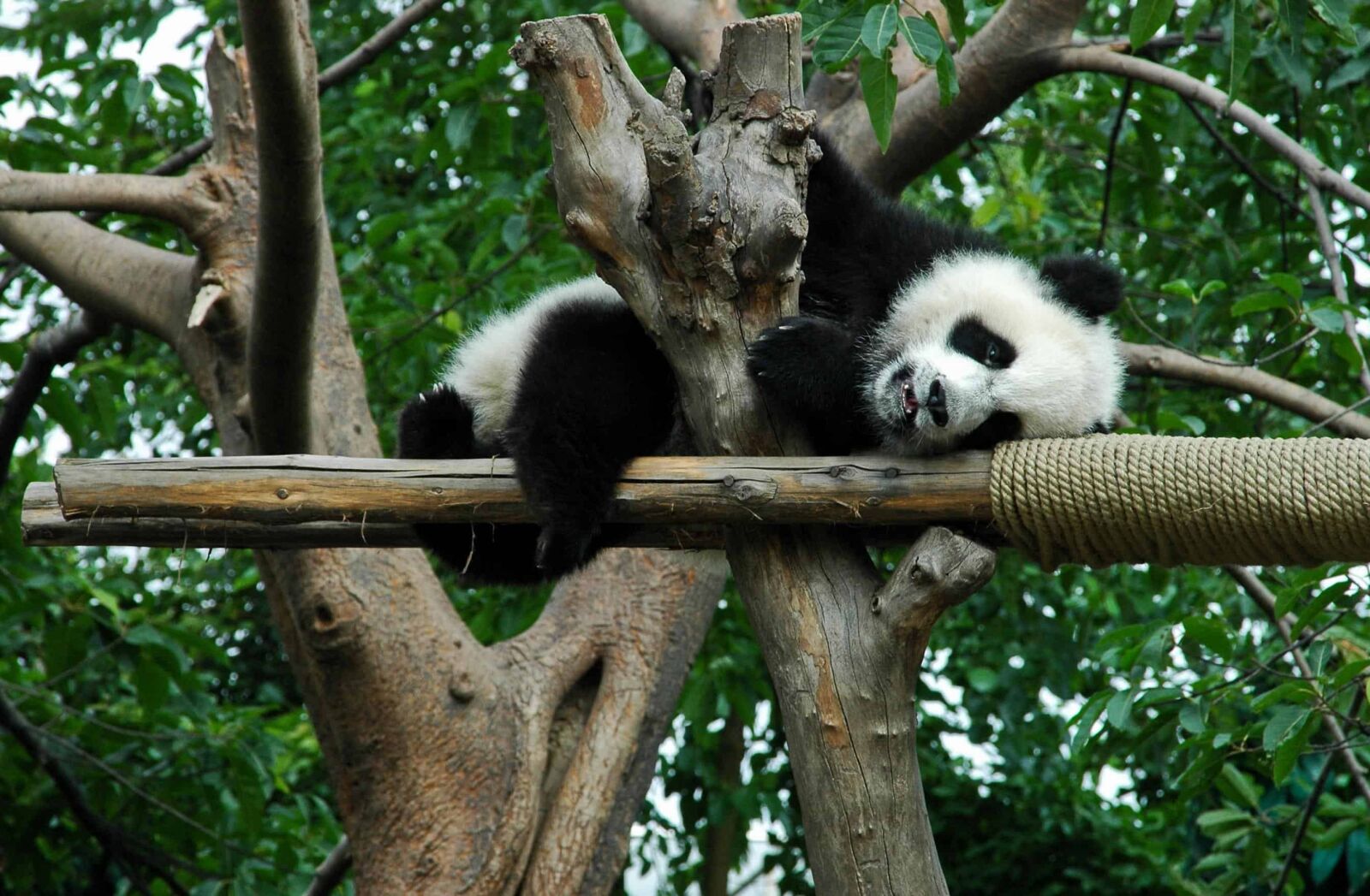 Nikon D70 sample photo. Wildlife, panda, nature, wood photography
