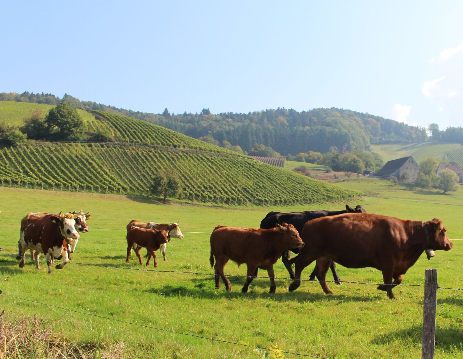 Canon EOS 700D (EOS Rebel T5i / EOS Kiss X7i) sample photo. Cow, agriculture, animals photography