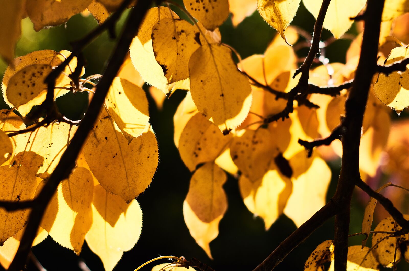 Nikon AF-S Nikkor 50mm F1.4G sample photo. Autumn, leaves, yellow photography