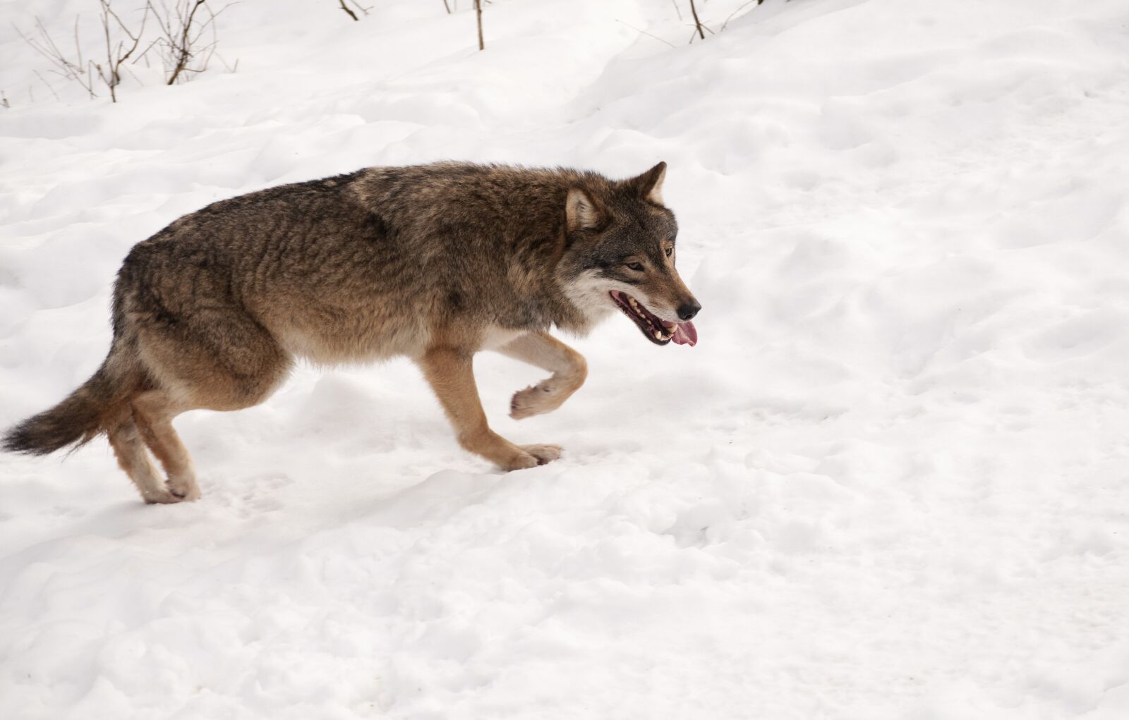 Nikon D5000 sample photo. Wolf, snow, animal photography