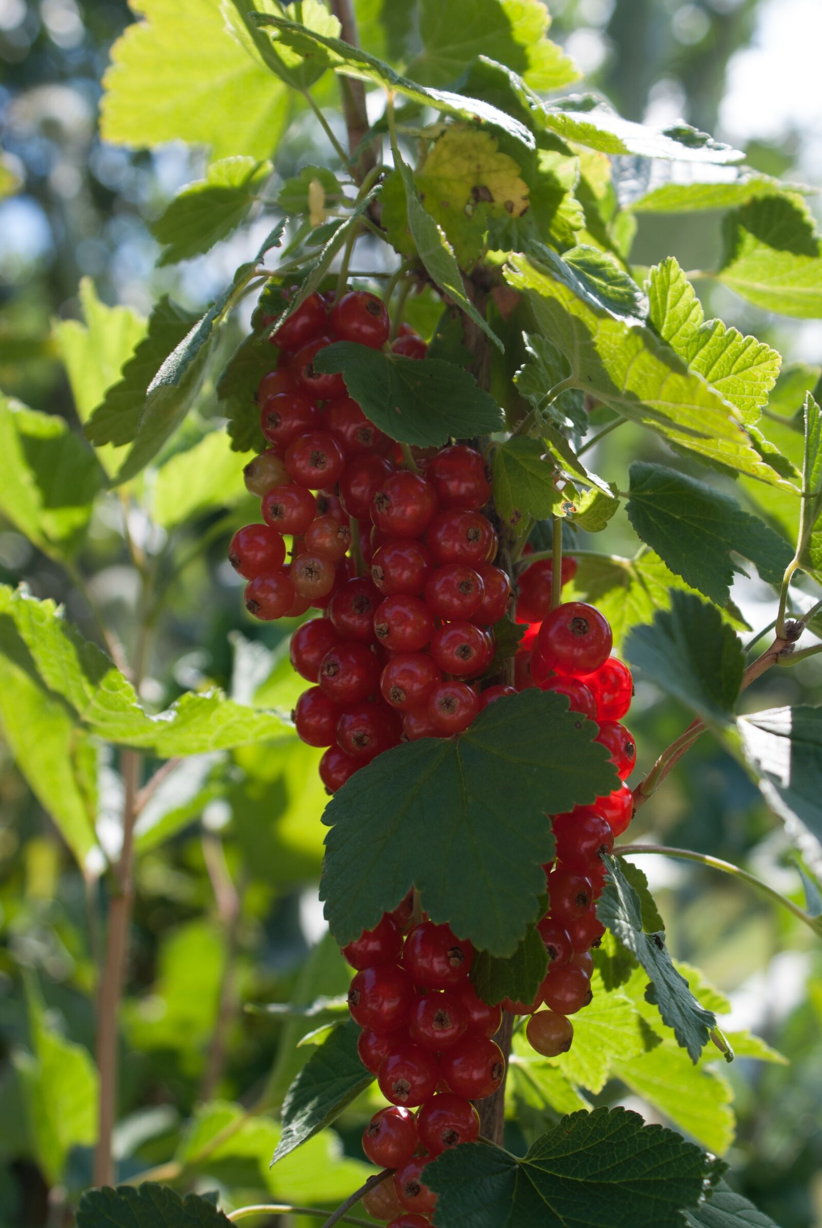 Sony Alpha DSLR-A200 sample photo. Currant, fruit, red currant photography