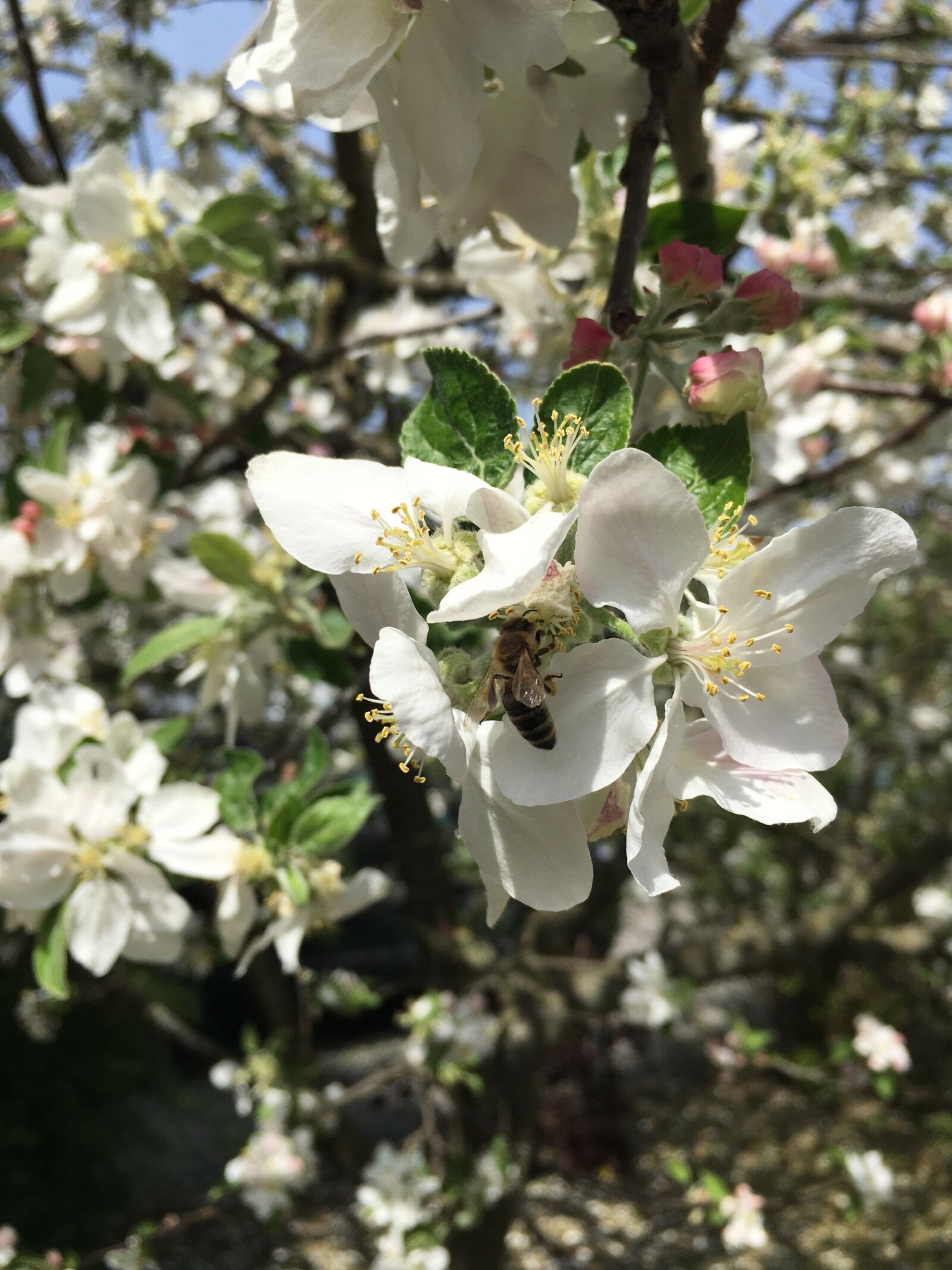 iPhone 6s Plus back camera 4.15mm f/2.2 sample photo. Spring flower, blossom, white photography