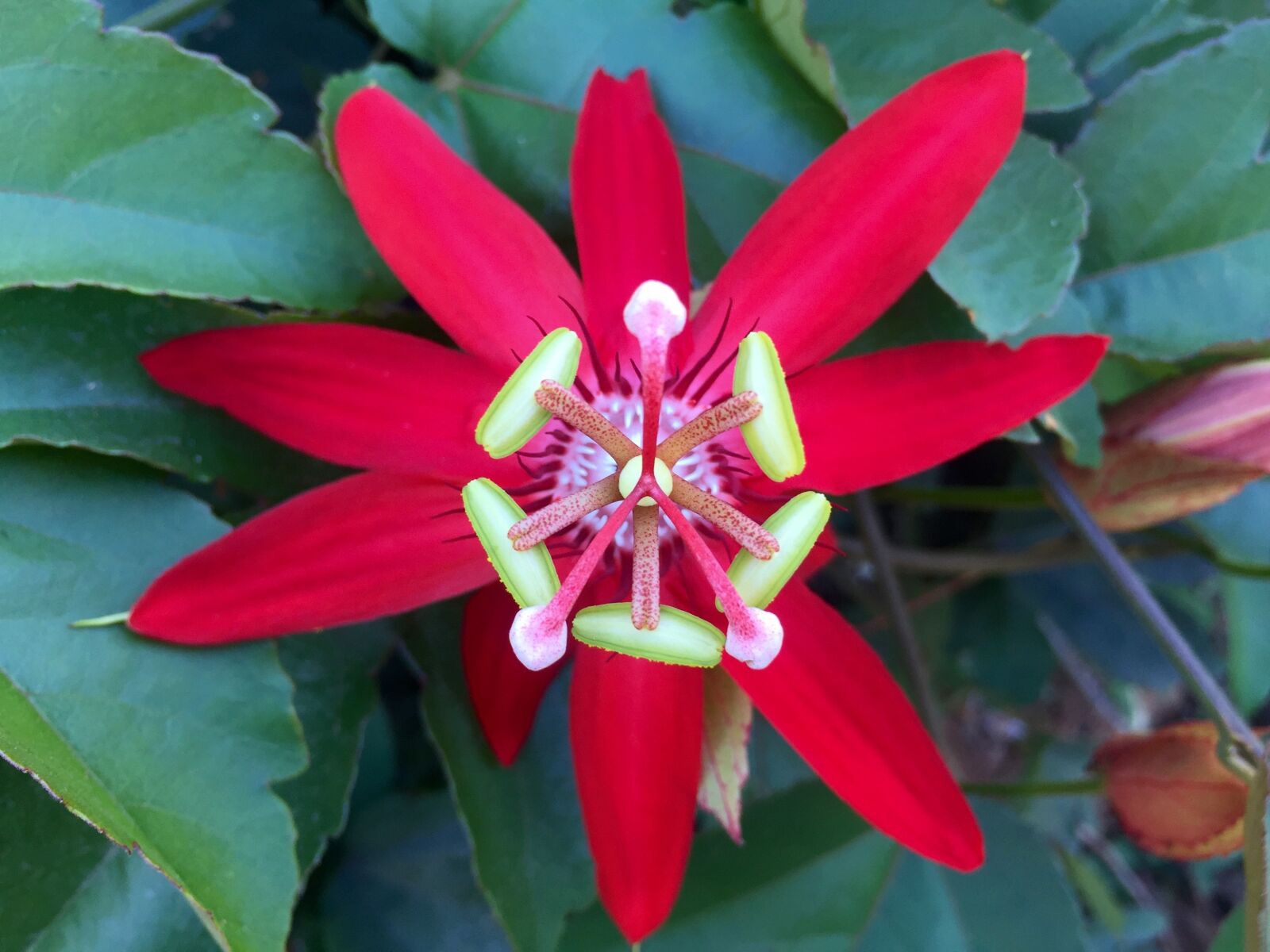 Apple iPhone 6 sample photo. Crimson passion flower, flower photography
