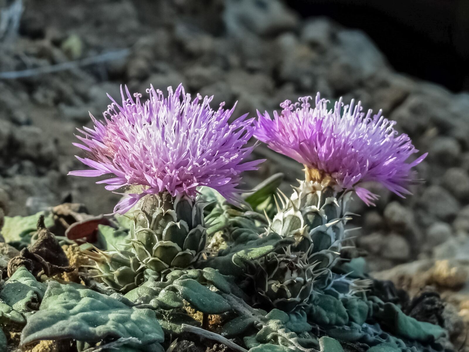 Nikon D3300 sample photo. Thistle, flower, purple photography