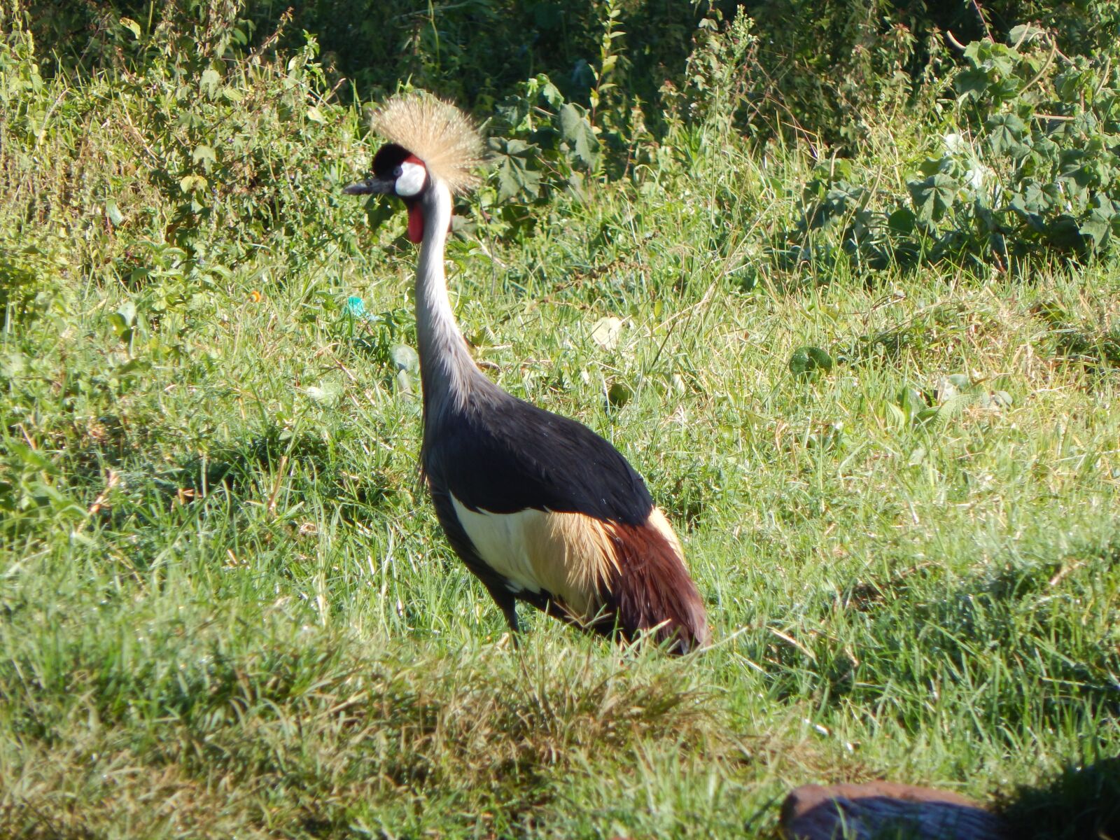 Nikon Coolpix L830 sample photo. Bird, wildlife, nature photography