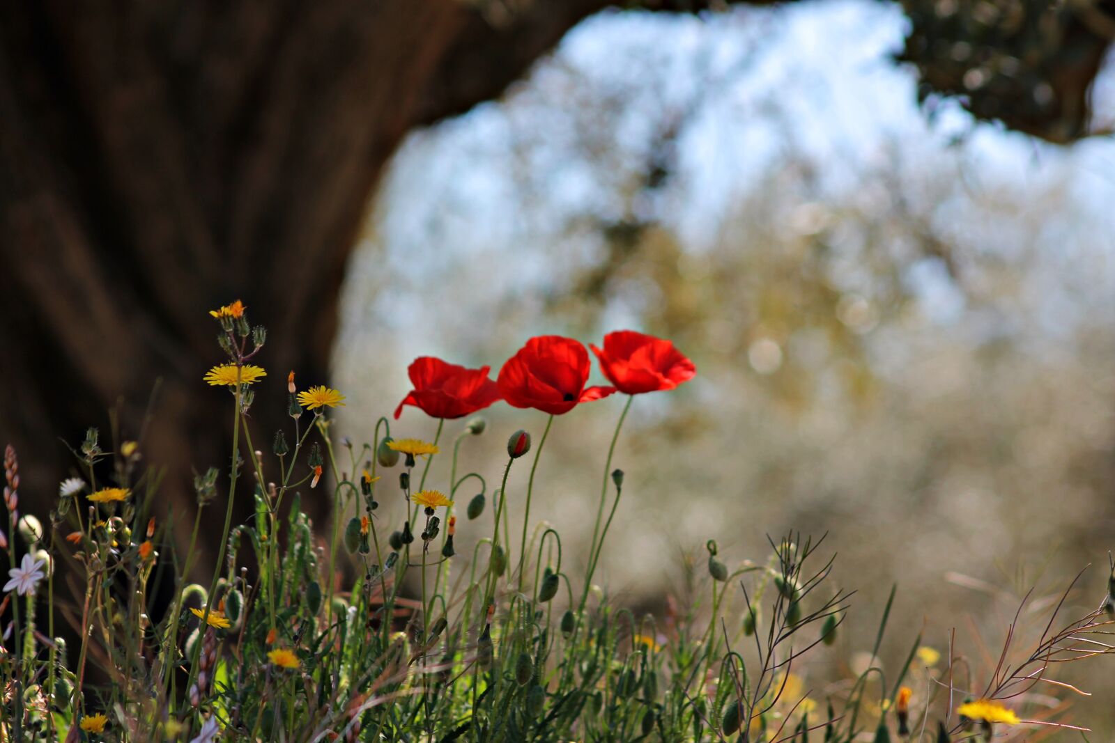 Canon EOS 1100D (EOS Rebel T3 / EOS Kiss X50) sample photo. Poppies, flowers, floral photography