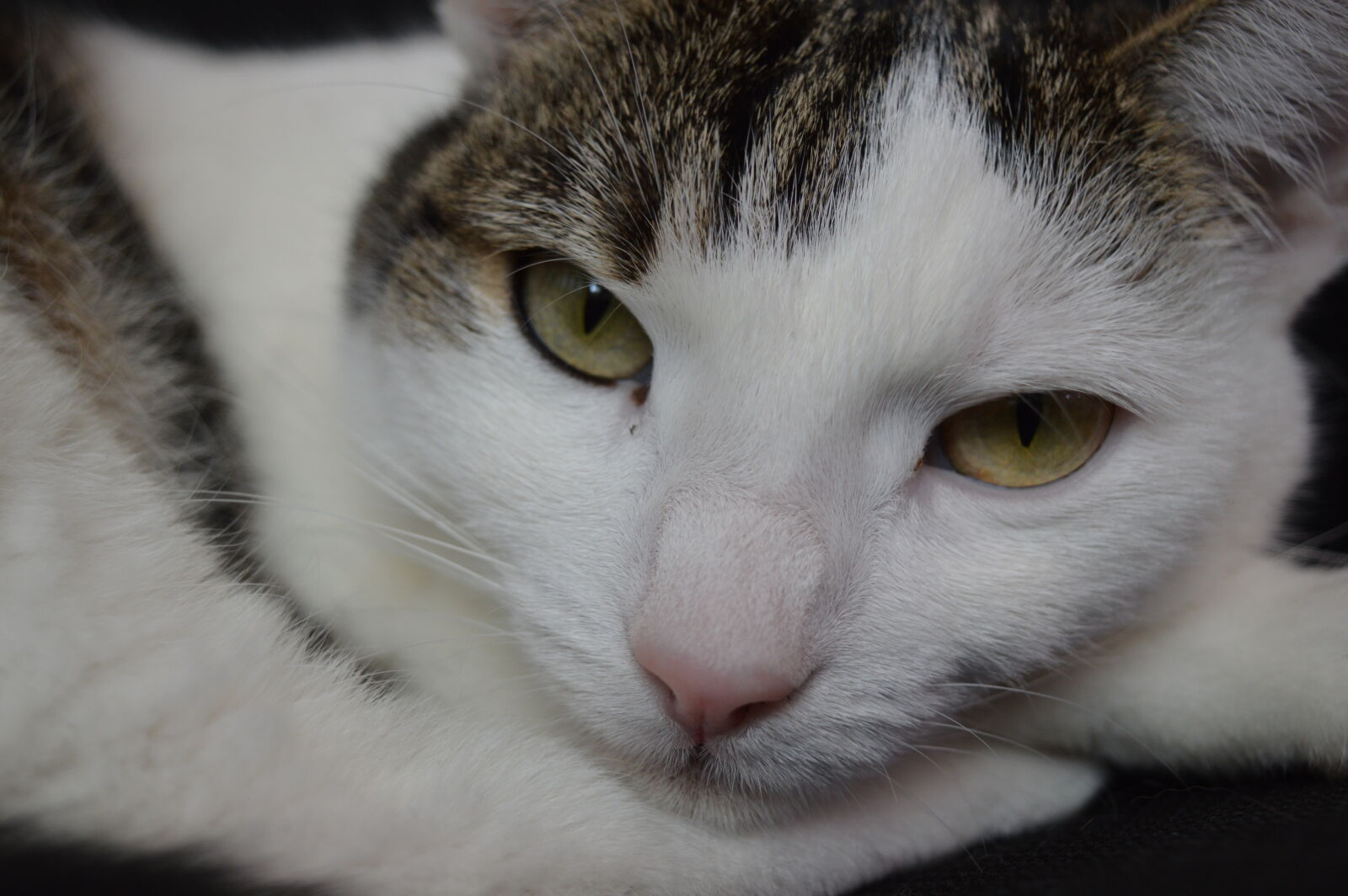 Nikon D3200 sample photo. Katze, minka photography