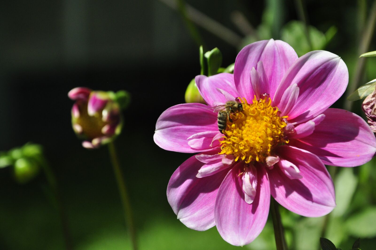 Nikon D5000 sample photo. Flower, blossom, bloom photography