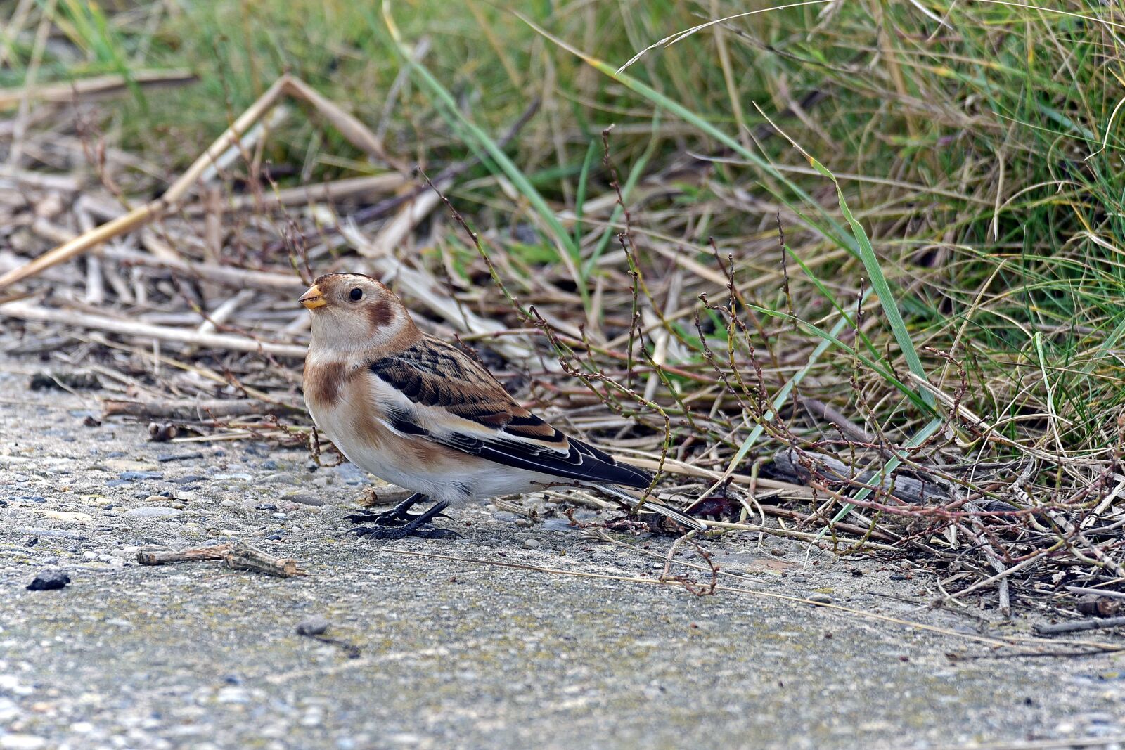 Nikon D750 sample photo. Snow bunting, simple dress photography