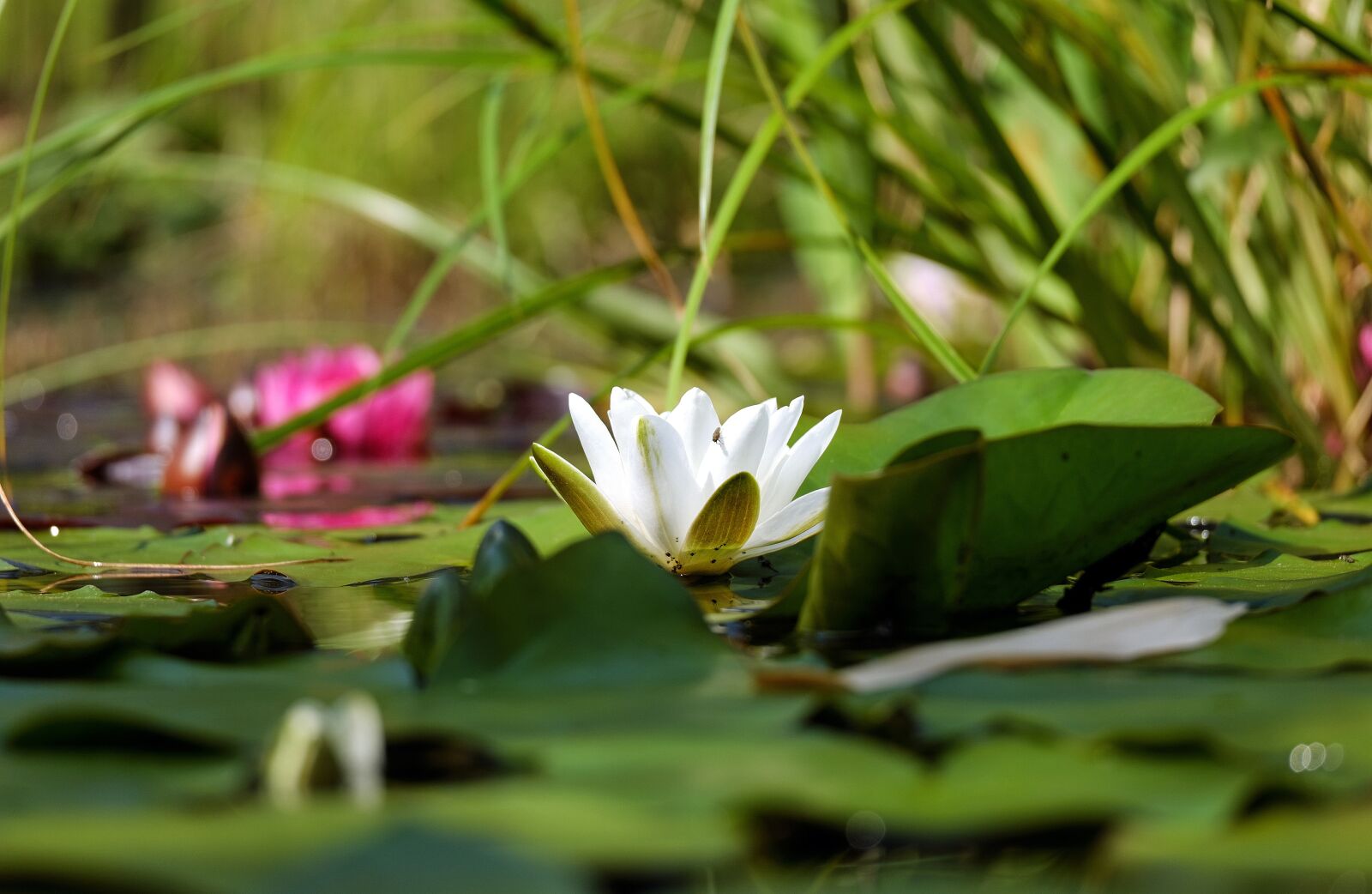 Fujifilm X-T10 + Fujifilm XC 50-230mm F4.5-6.7 OIS sample photo. Water lily, flower, blossom photography