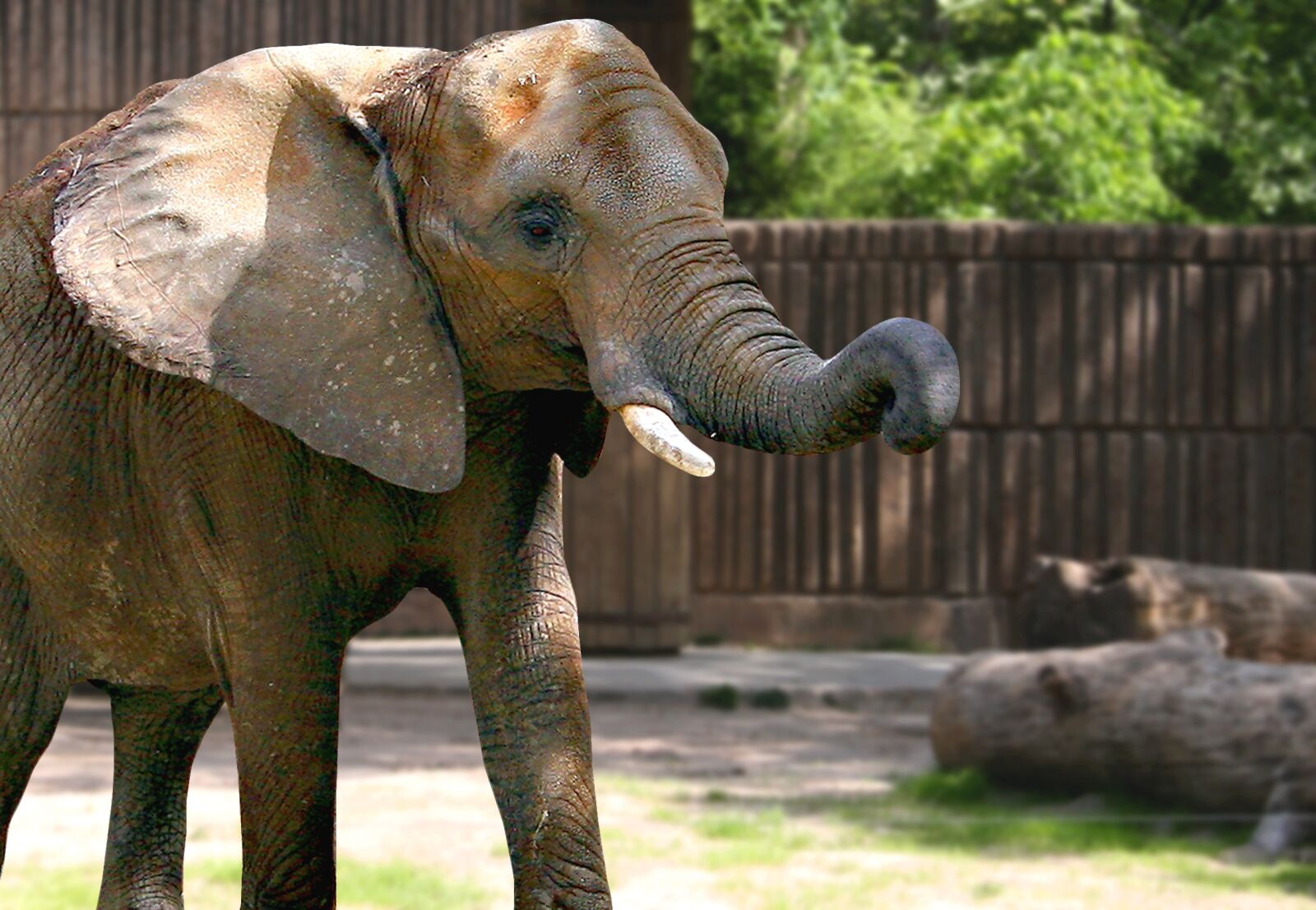 Canon EOS 30D sample photo. Elephant, zoo, nature photography