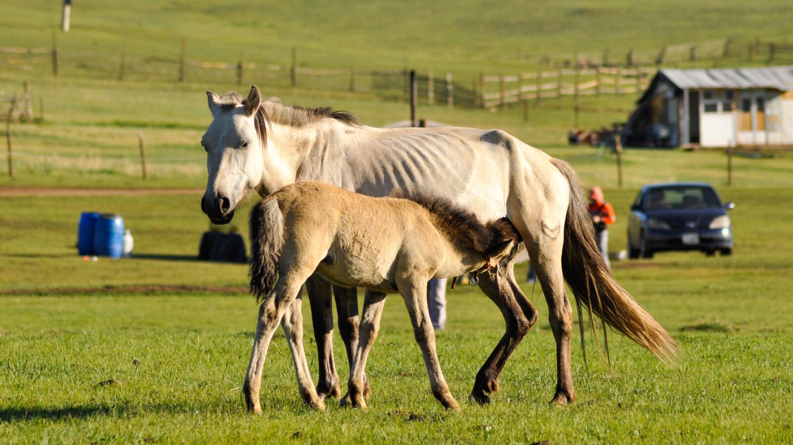 Nikon D90 sample photo. Foal, mare, feeding photography