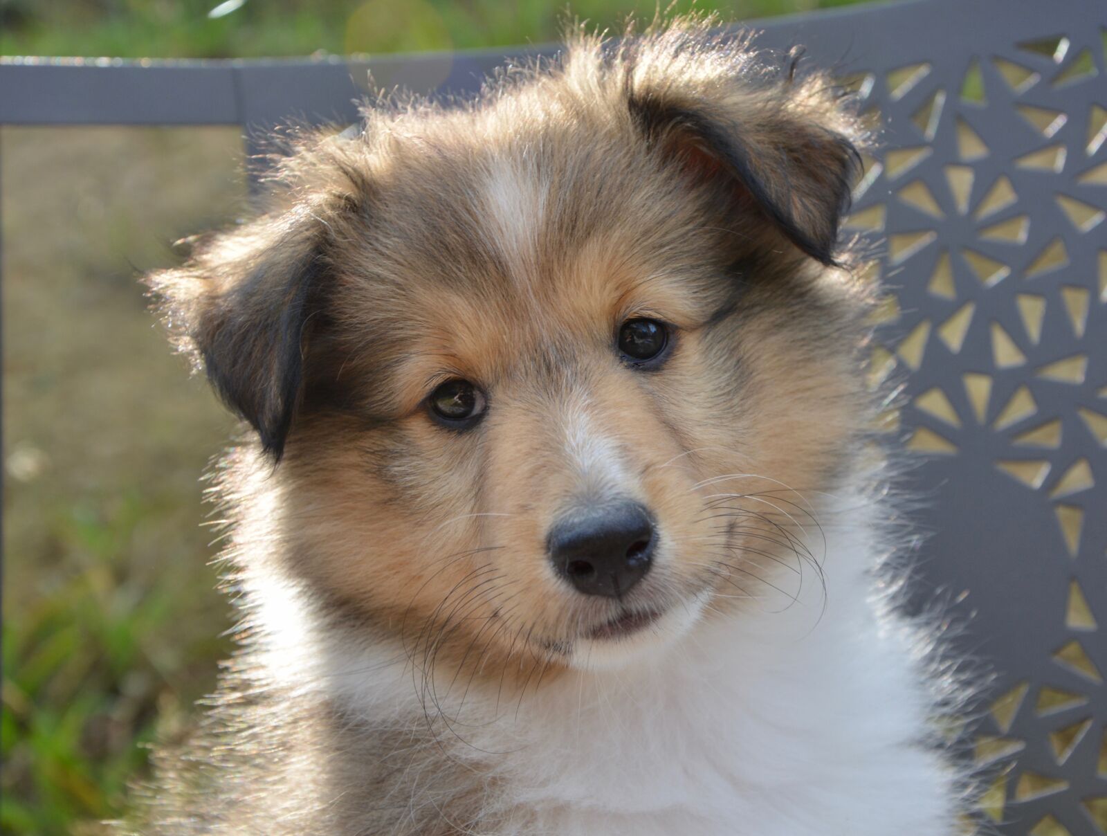 Nikon D5200 sample photo. Dog, bitch shetland sheepdog photography
