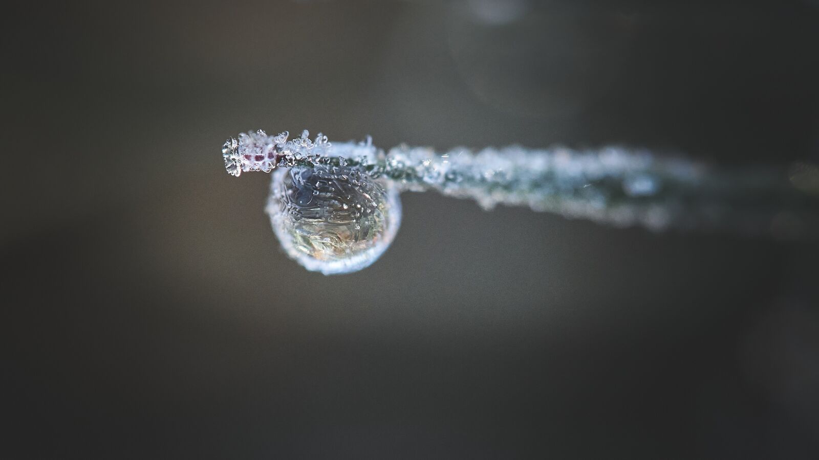 Olympus OM-D E-M1 sample photo. Drop, grass, jelly photography