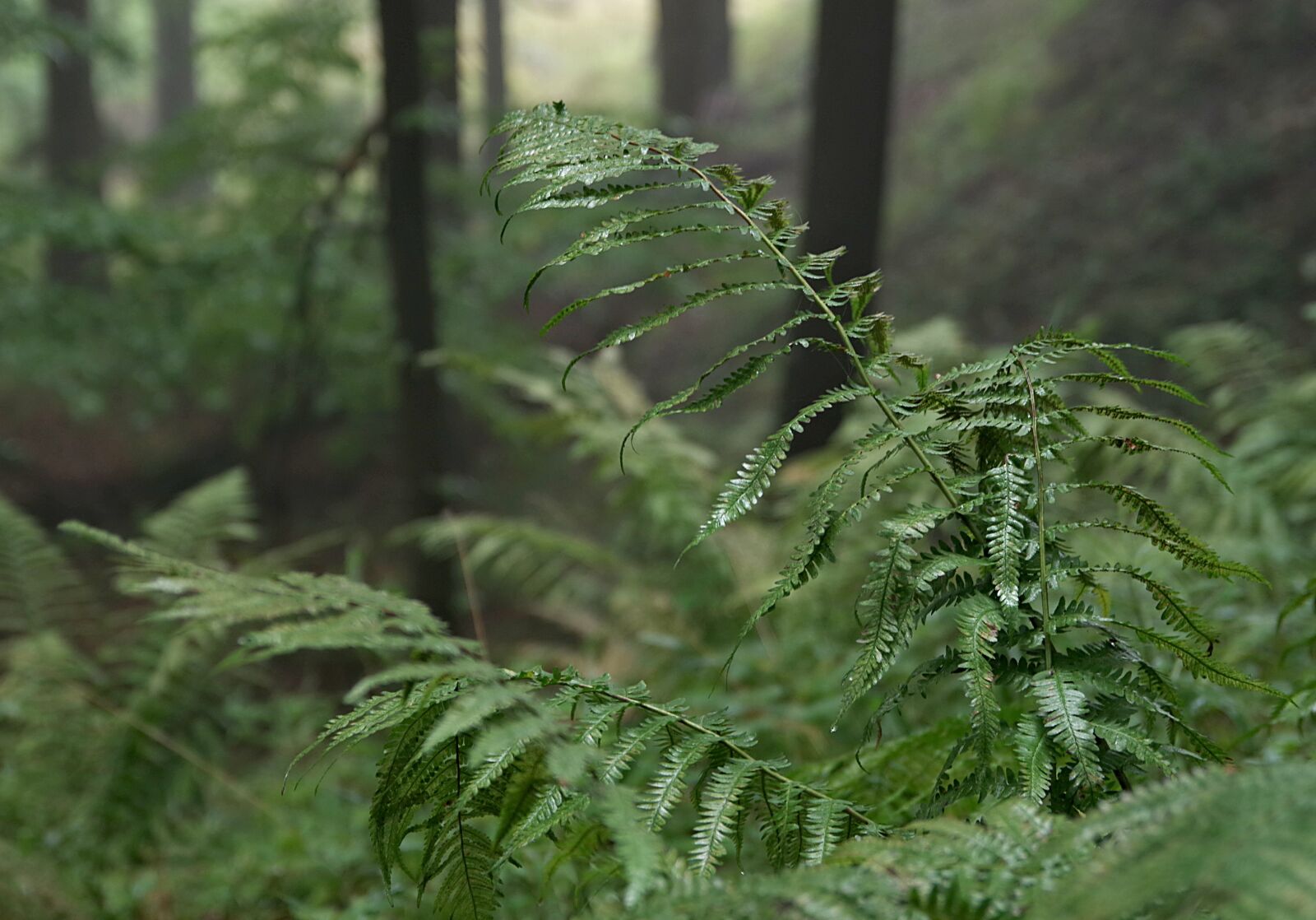 Pentax K-S2 sample photo. Forest, the fog, tree photography