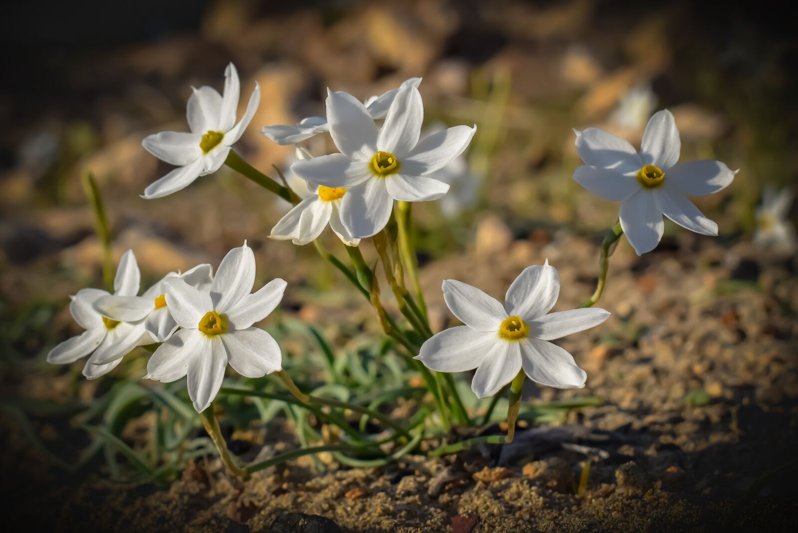 Nikon D3300 sample photo. Daffodils, flowers, bloom photography