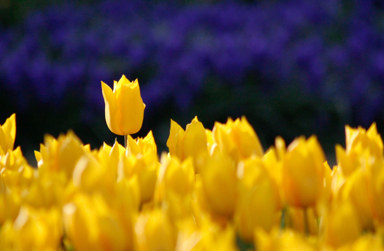 Canon EF 75-300mm f/4-5.6 sample photo. Yellow, rose, garden photography
