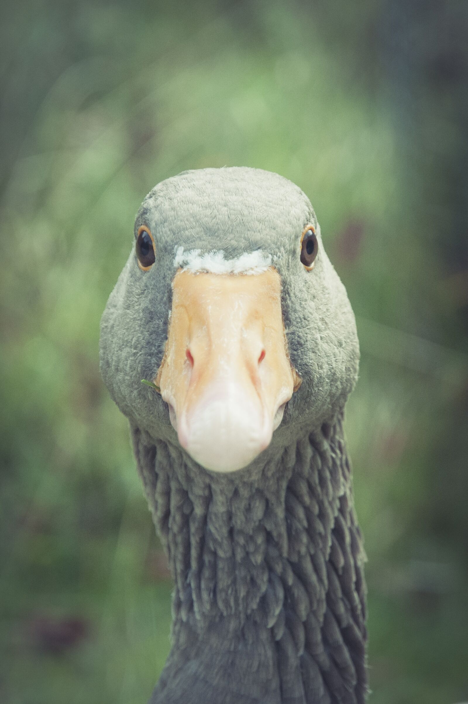 Nikon D300S sample photo. Greylag goose, bill, animal photography