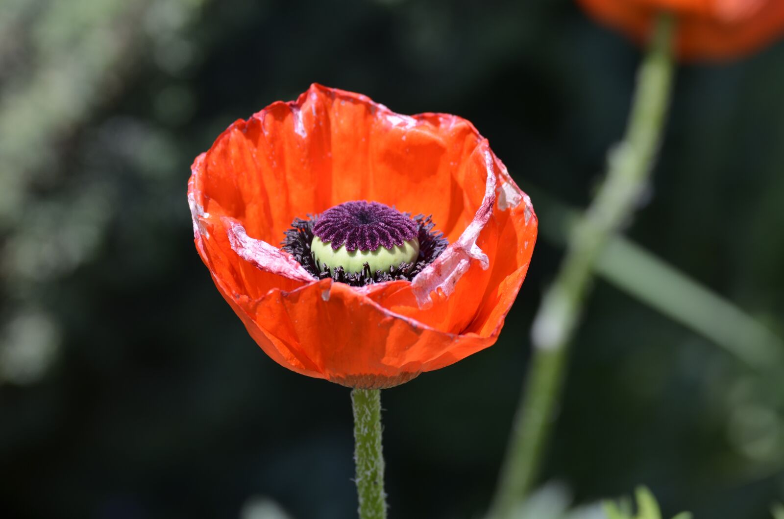 Nikon D5100 sample photo. Poppy flower, red poppy photography