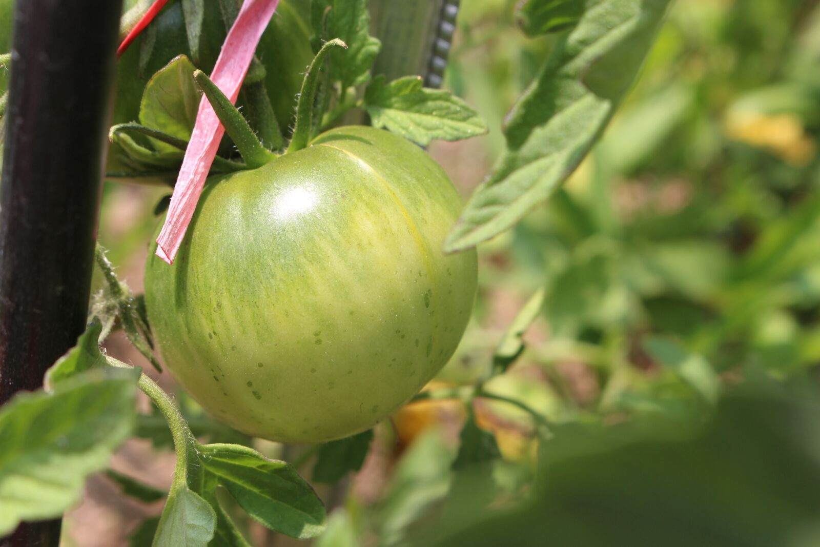 Canon EOS 700D (EOS Rebel T5i / EOS Kiss X7i) sample photo. Tomato, fruit photography