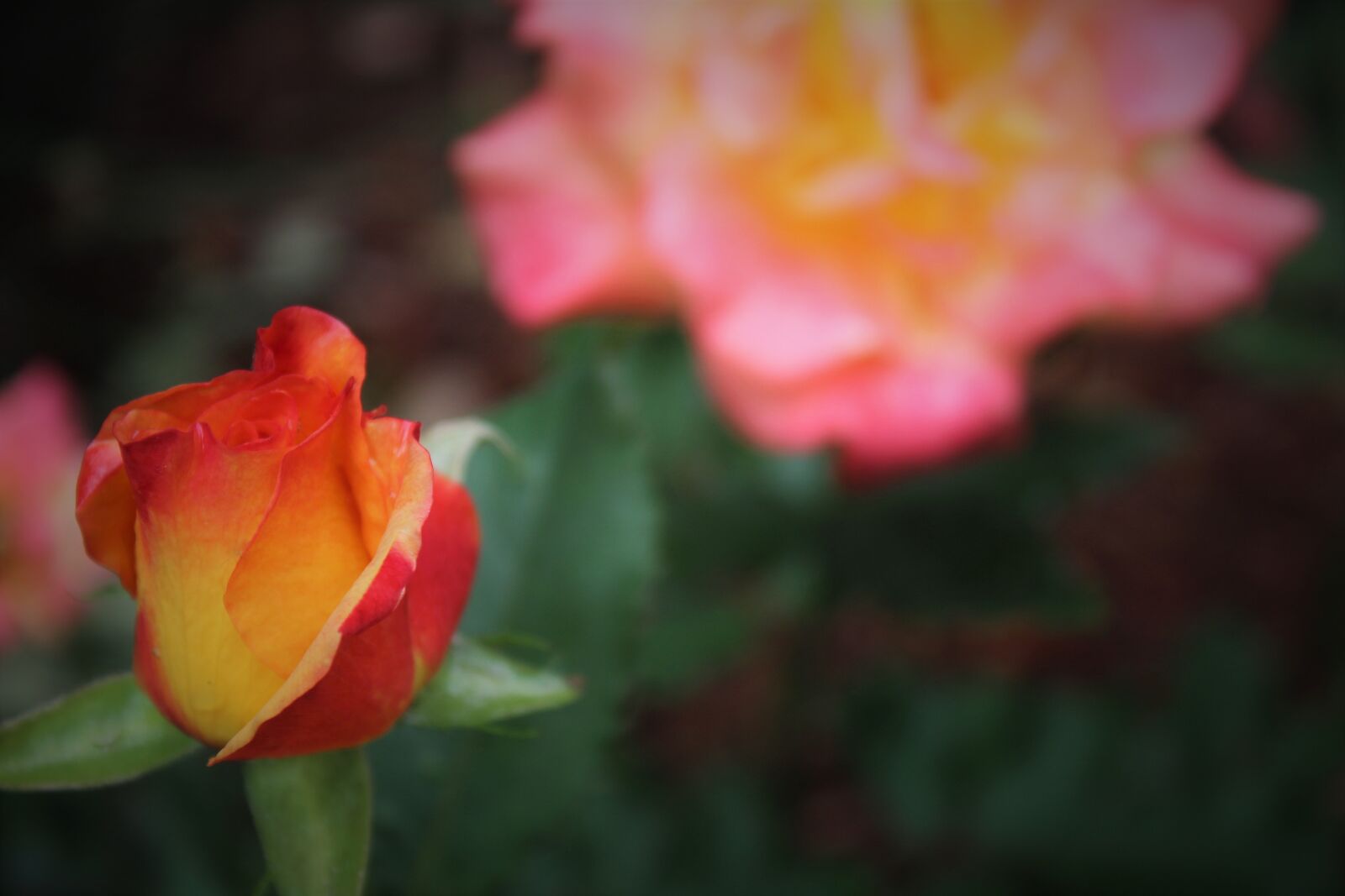 Canon EOS 1200D (EOS Rebel T5 / EOS Kiss X70 / EOS Hi) sample photo. Roses photography