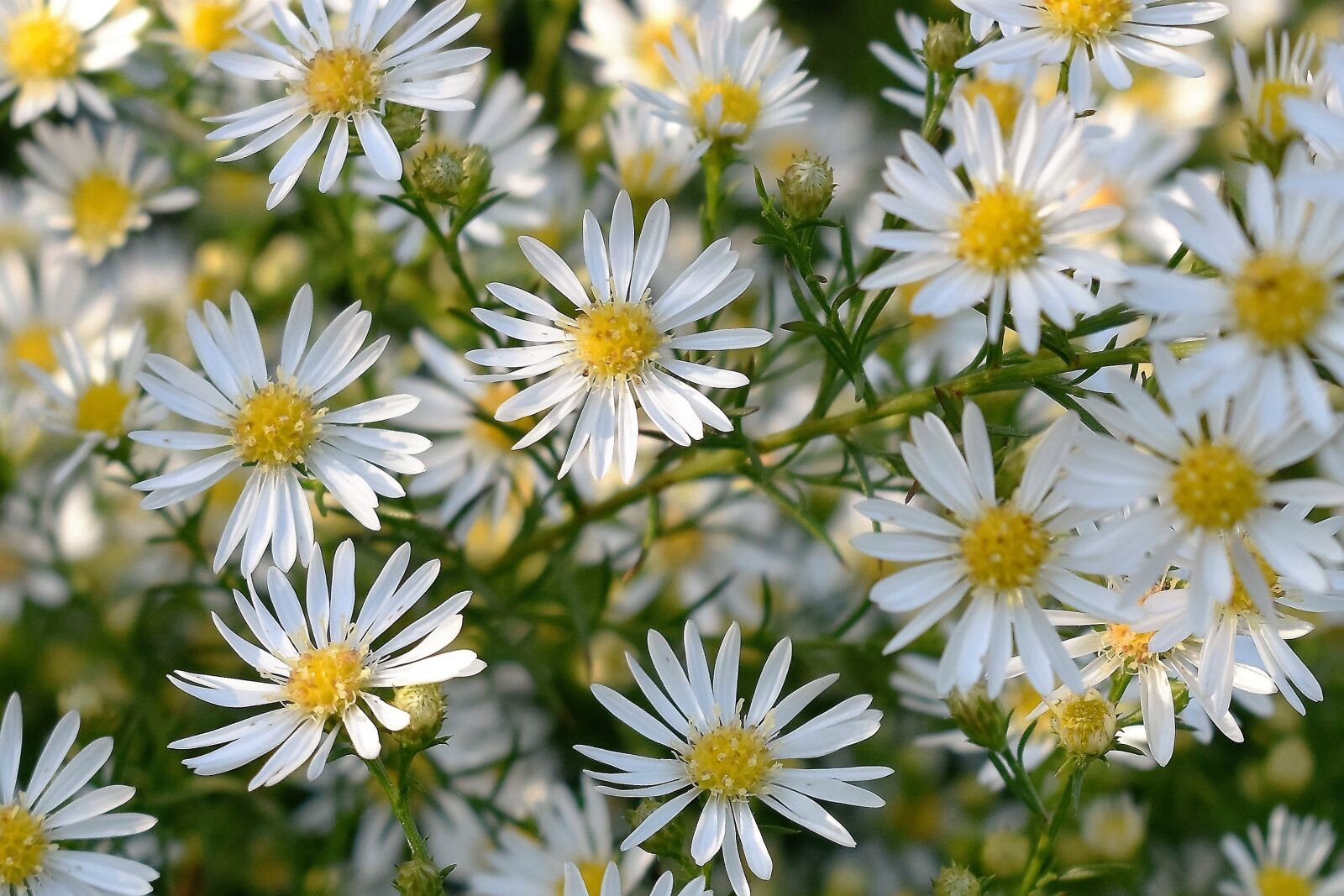 Nikon D5500 sample photo. Flowers, white, plant photography