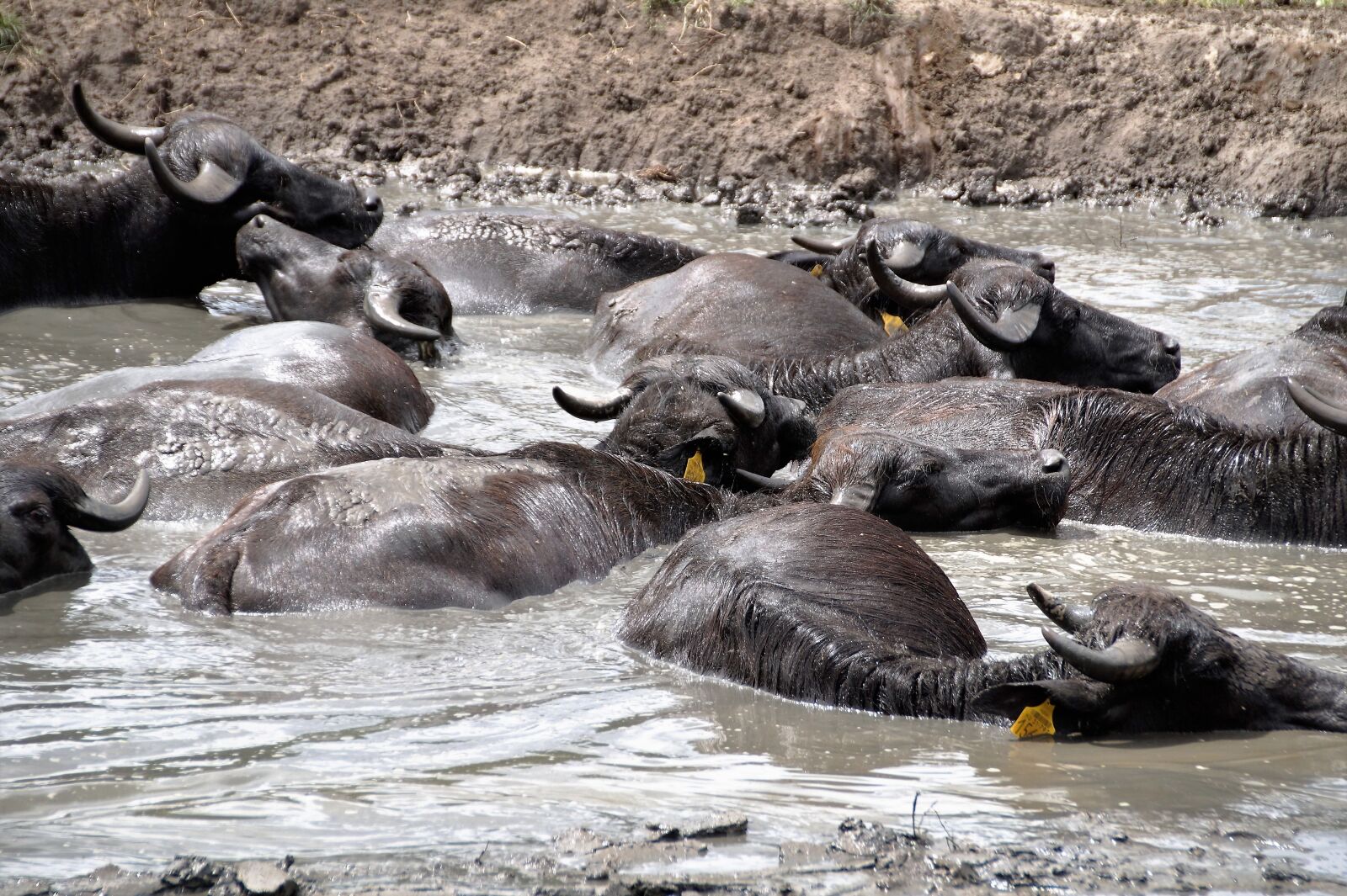 Sony SLT-A58 sample photo. Buffalo, animal, mud photography