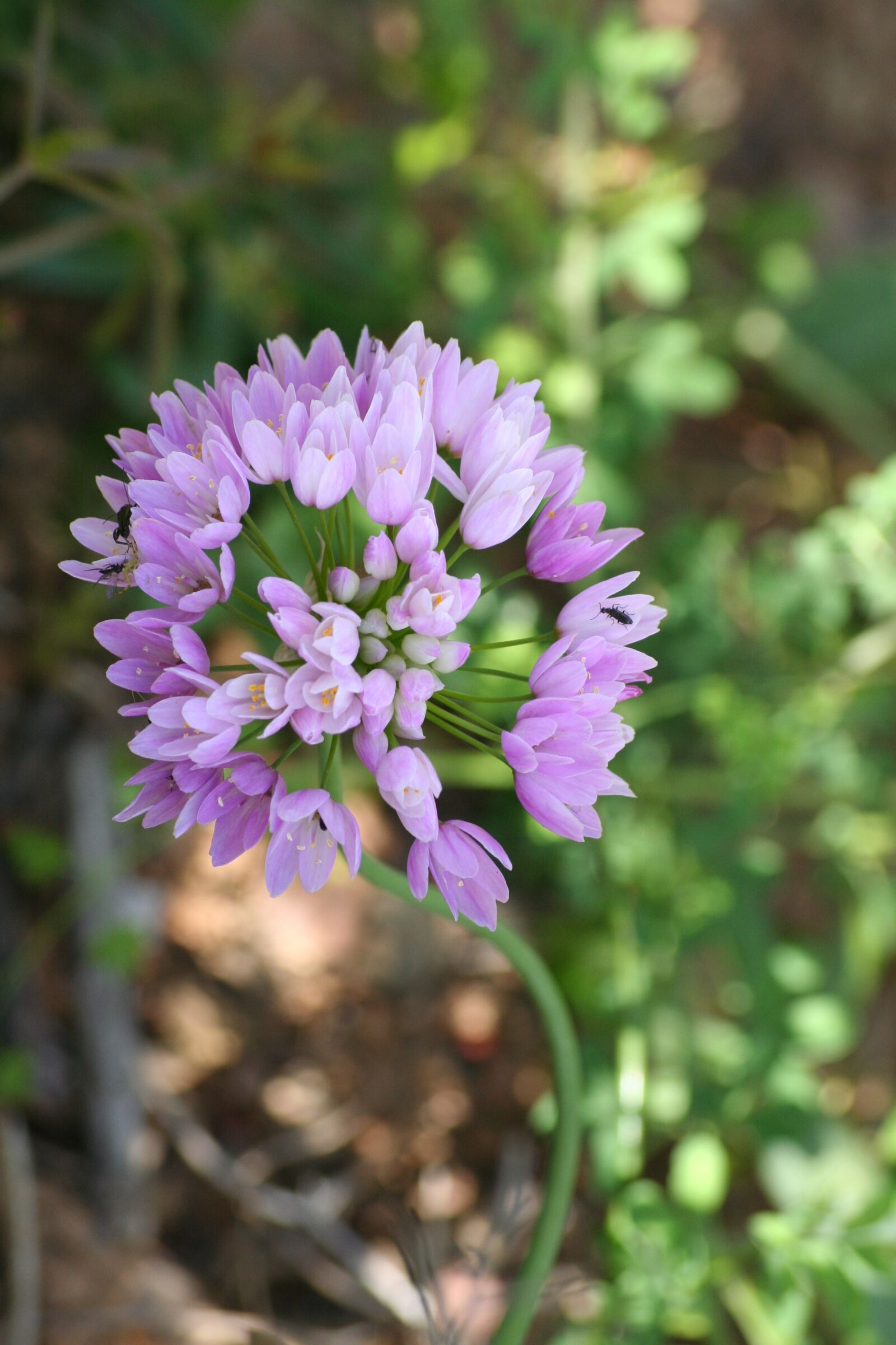 Canon EOS 350D (EOS Digital Rebel XT / EOS Kiss Digital N) sample photo. Wild flower, south, nature photography