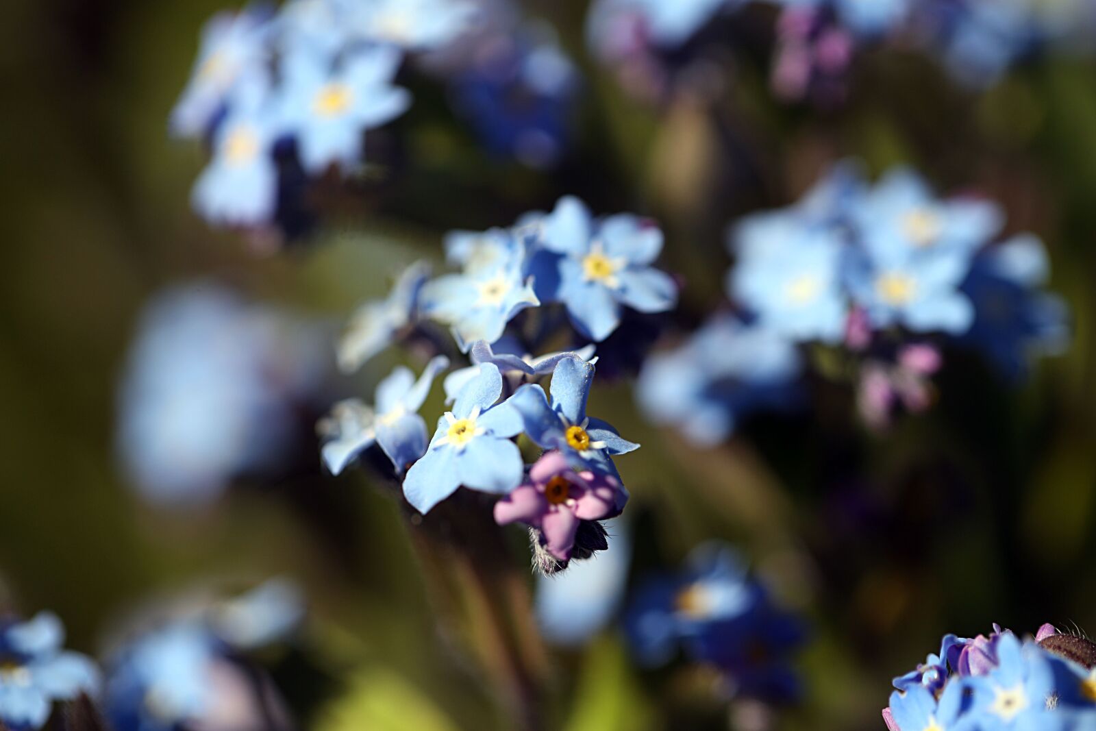 Canon EOS R sample photo. Oblivion, flower, blue photography